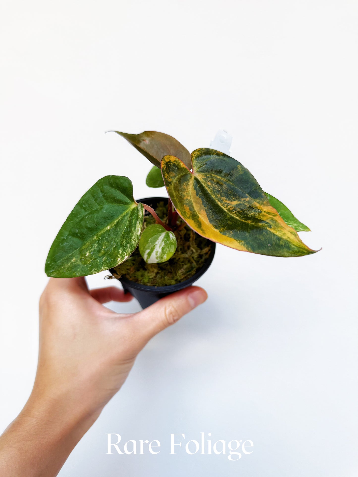 Anthurium Black Venom x BVEP Portillae Dorito Variegated 3” Exact Plant