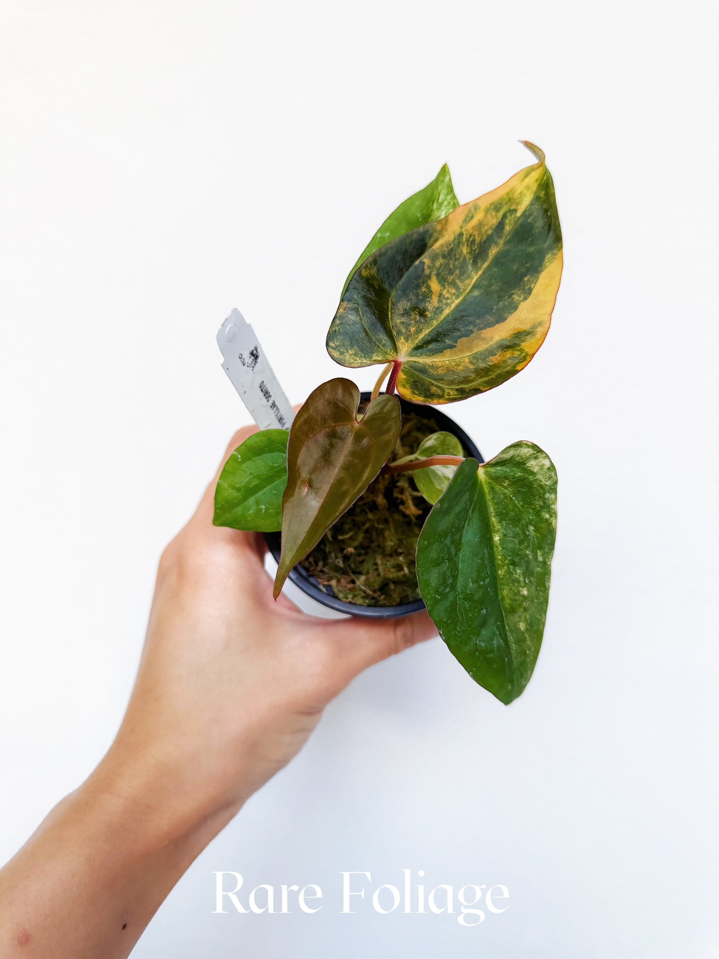 Anthurium Black Venom x BVEP Portillae Dorito Variegated 3” Exact Plant