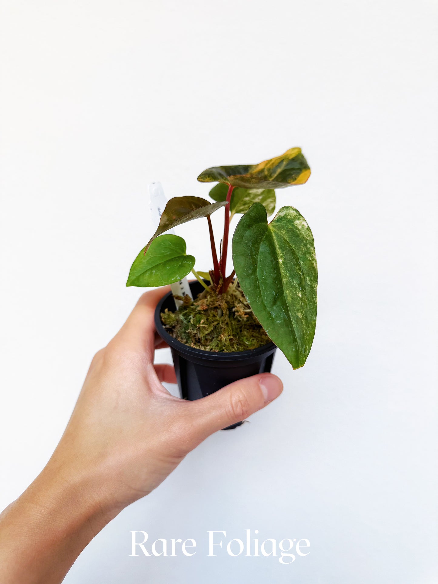 Anthurium Black Venom x BVEP Portillae Dorito Variegated 3” Exact Plant