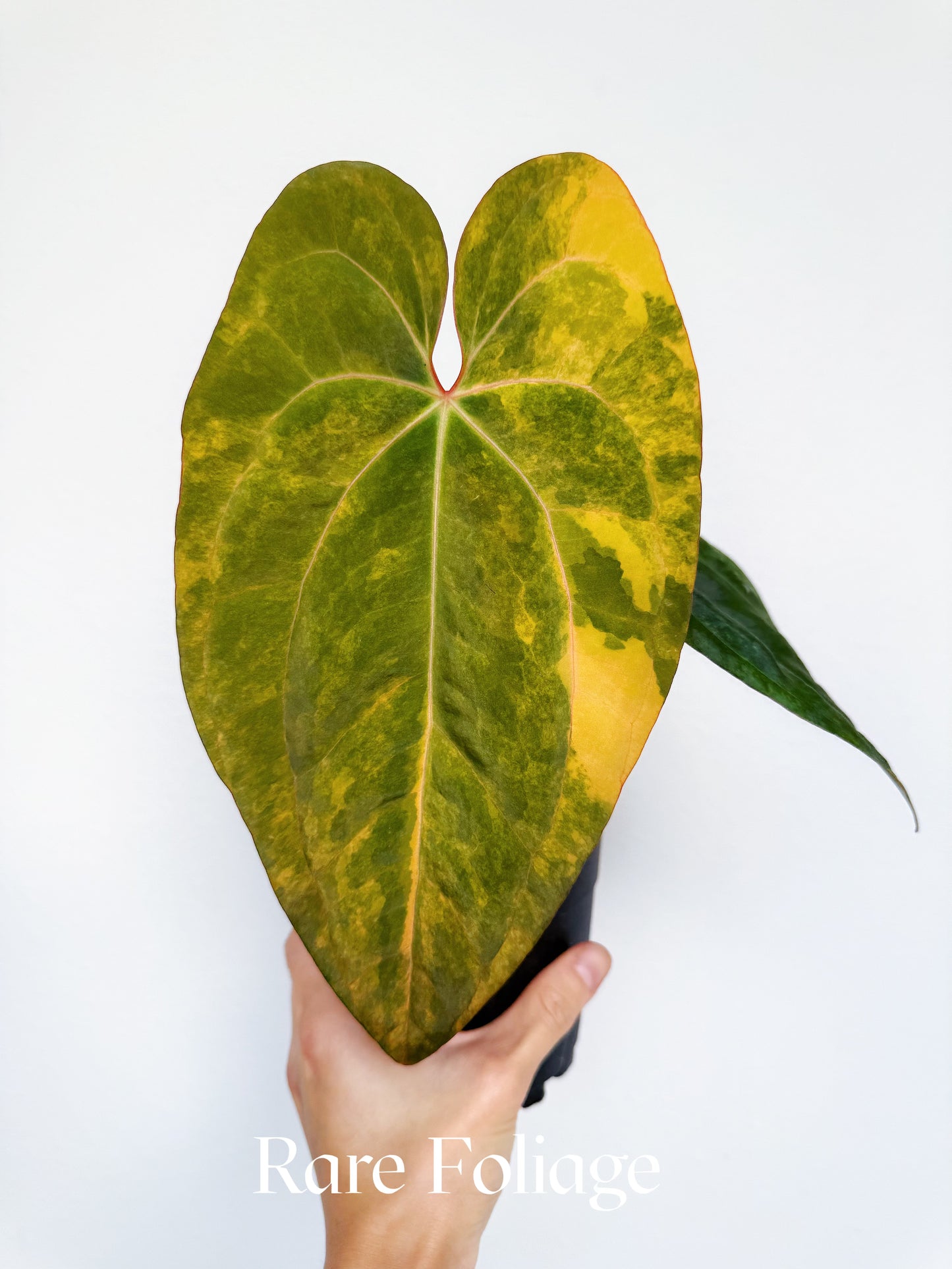 Anthurium Black Venom x Fort Sherman Variegated 4” Exact Plant
