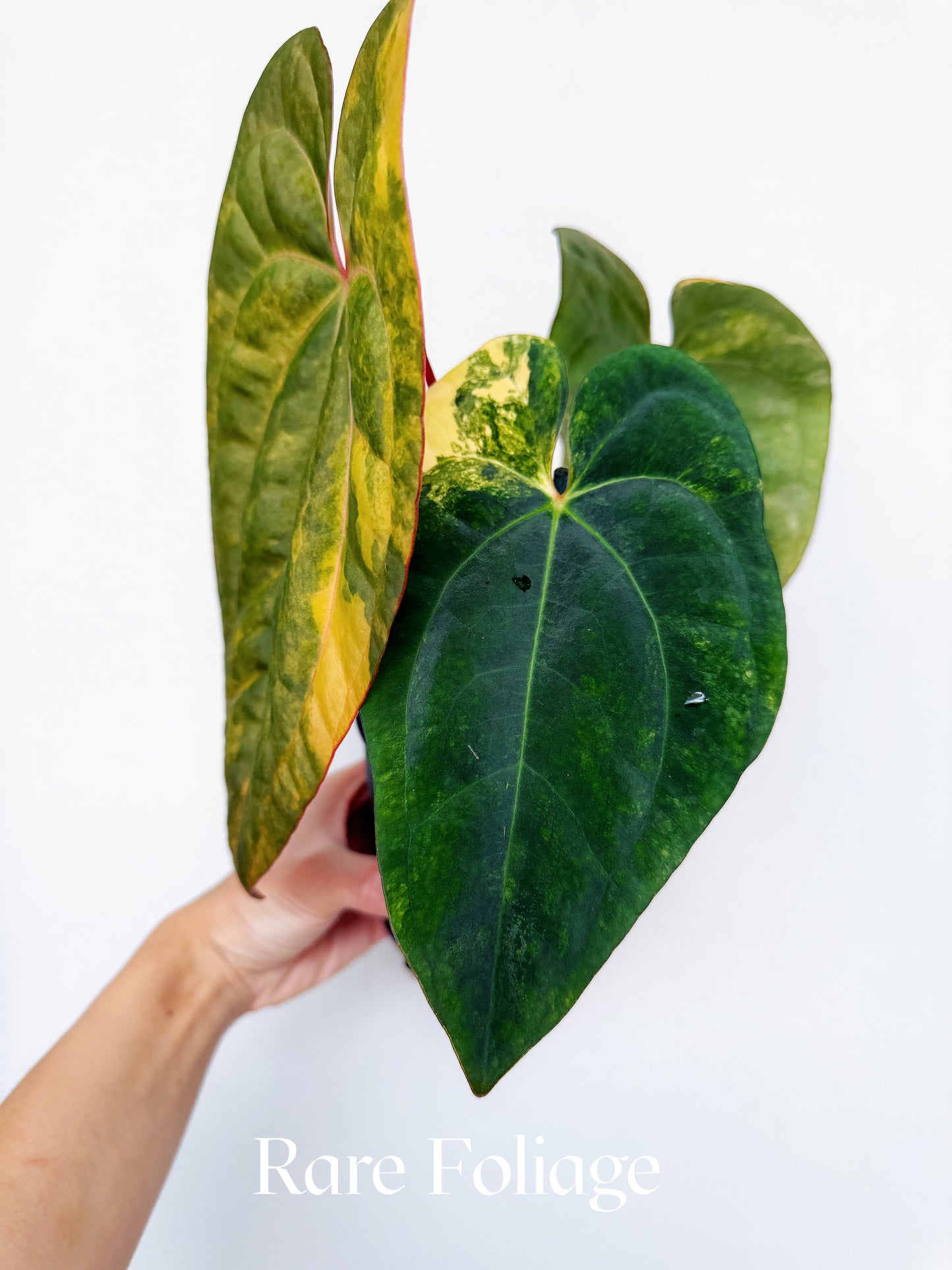 Anthurium Black Venom x Fort Sherman Variegated 4” Exact Plant
