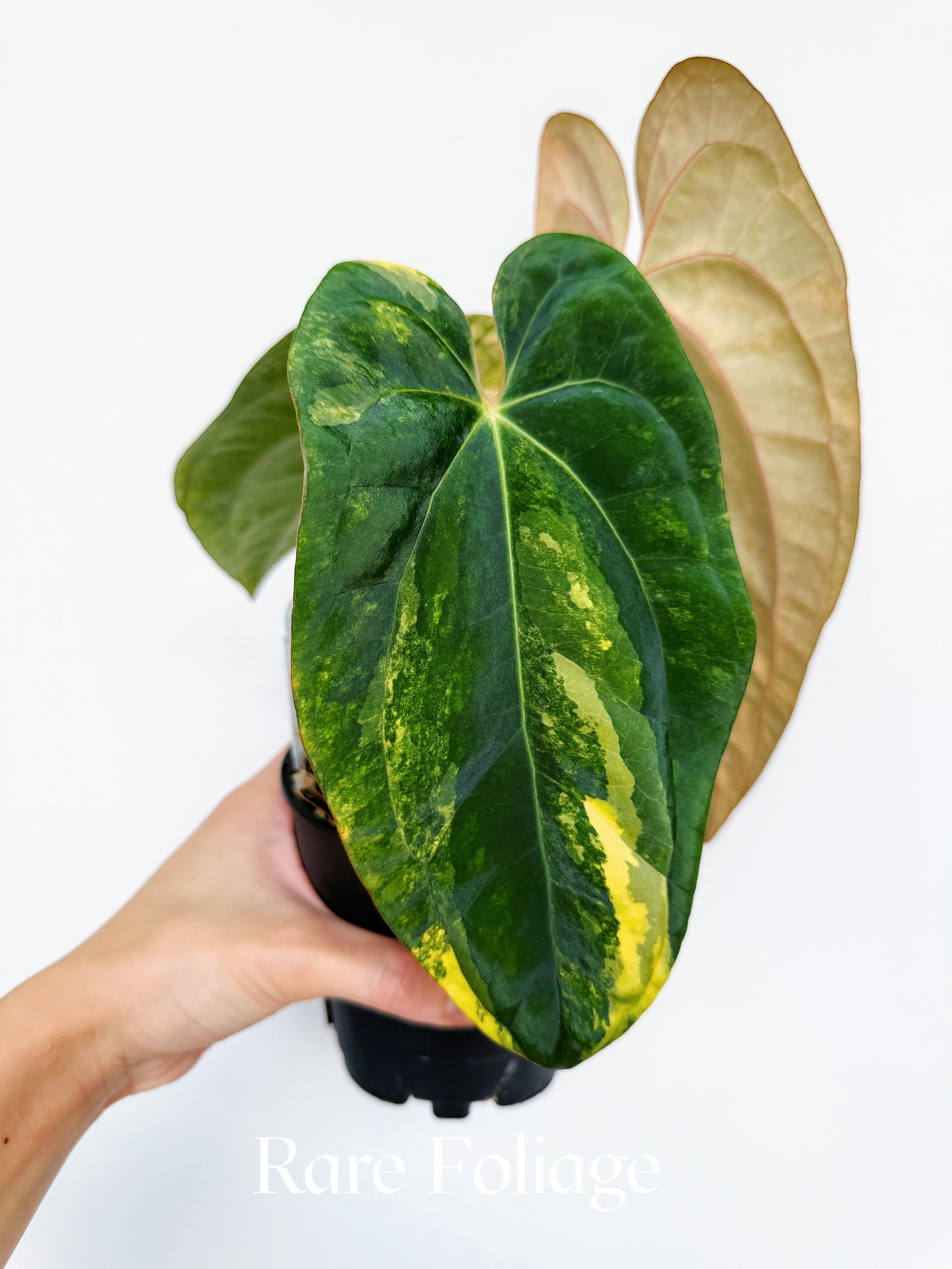 Anthurium Black Venom x Fort Sherman Variegated 4” Exact Plant
