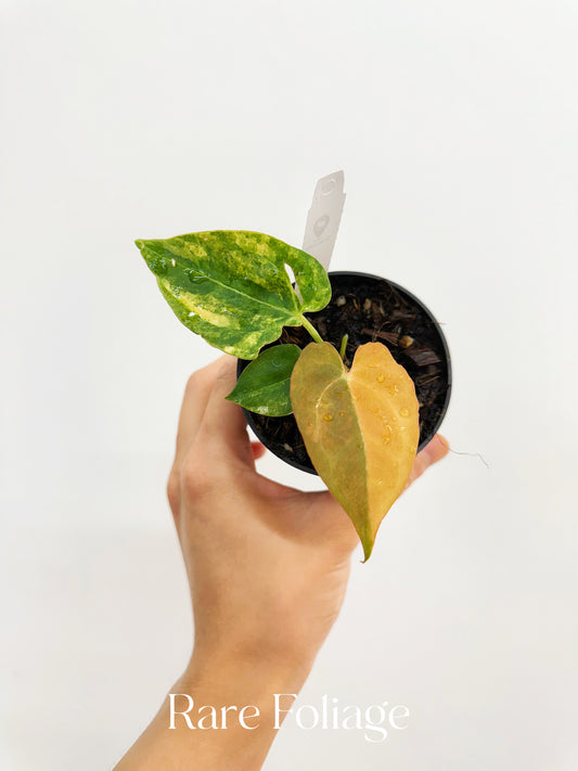 Anthurium Black Venom Variegated x AoS (SKG)  3” Exact Plant