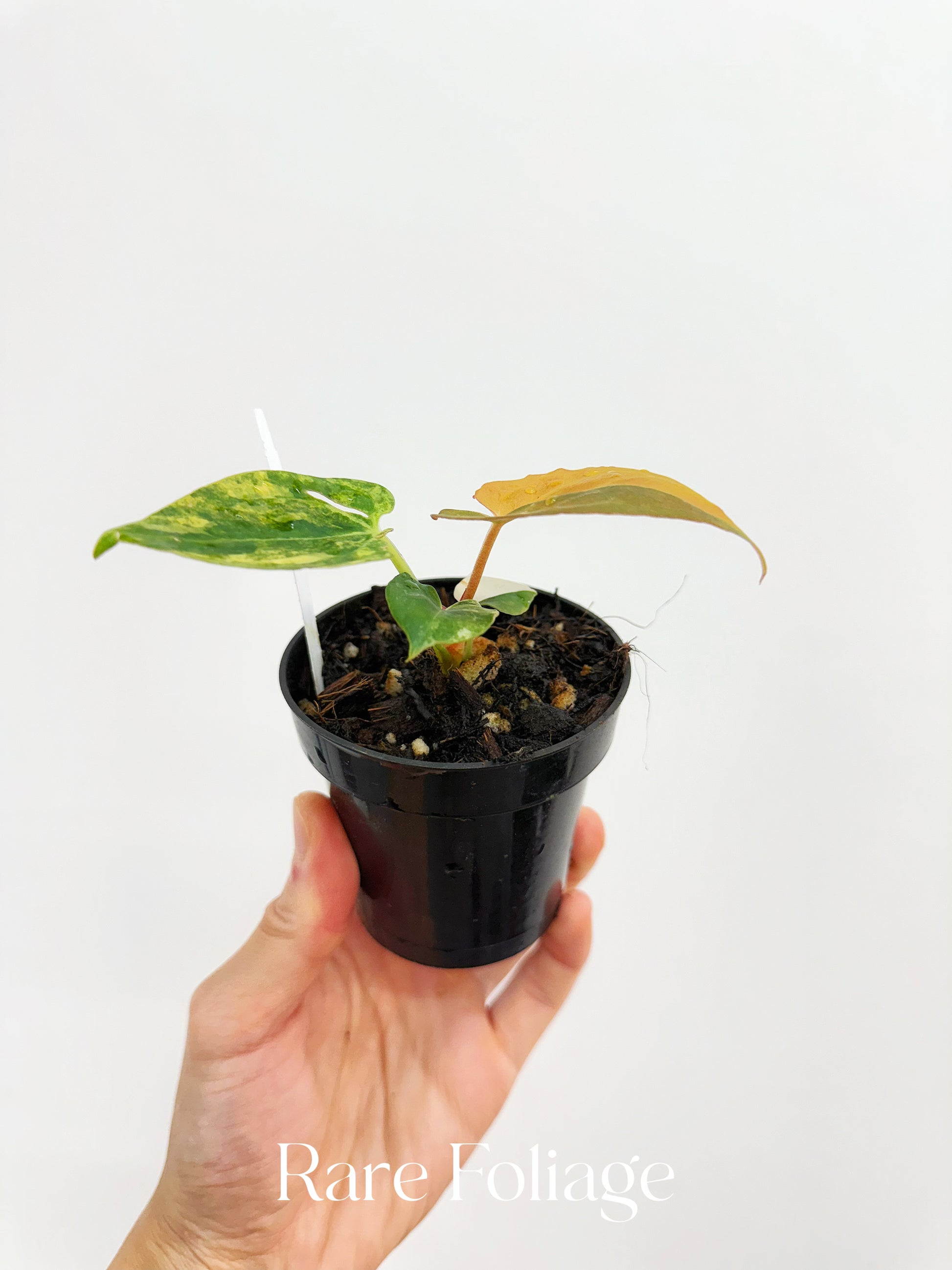 anthurium nega Anthurium Black Venom Variegated x AoS (SKG) 3” Exact Plant – Rare Foliage Plant Co