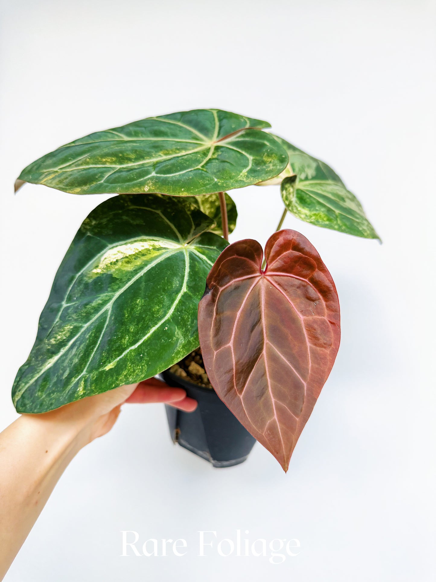 Anthurium Variegated Black Venom x Tezula Red Crystallinum 6" Exact Plant