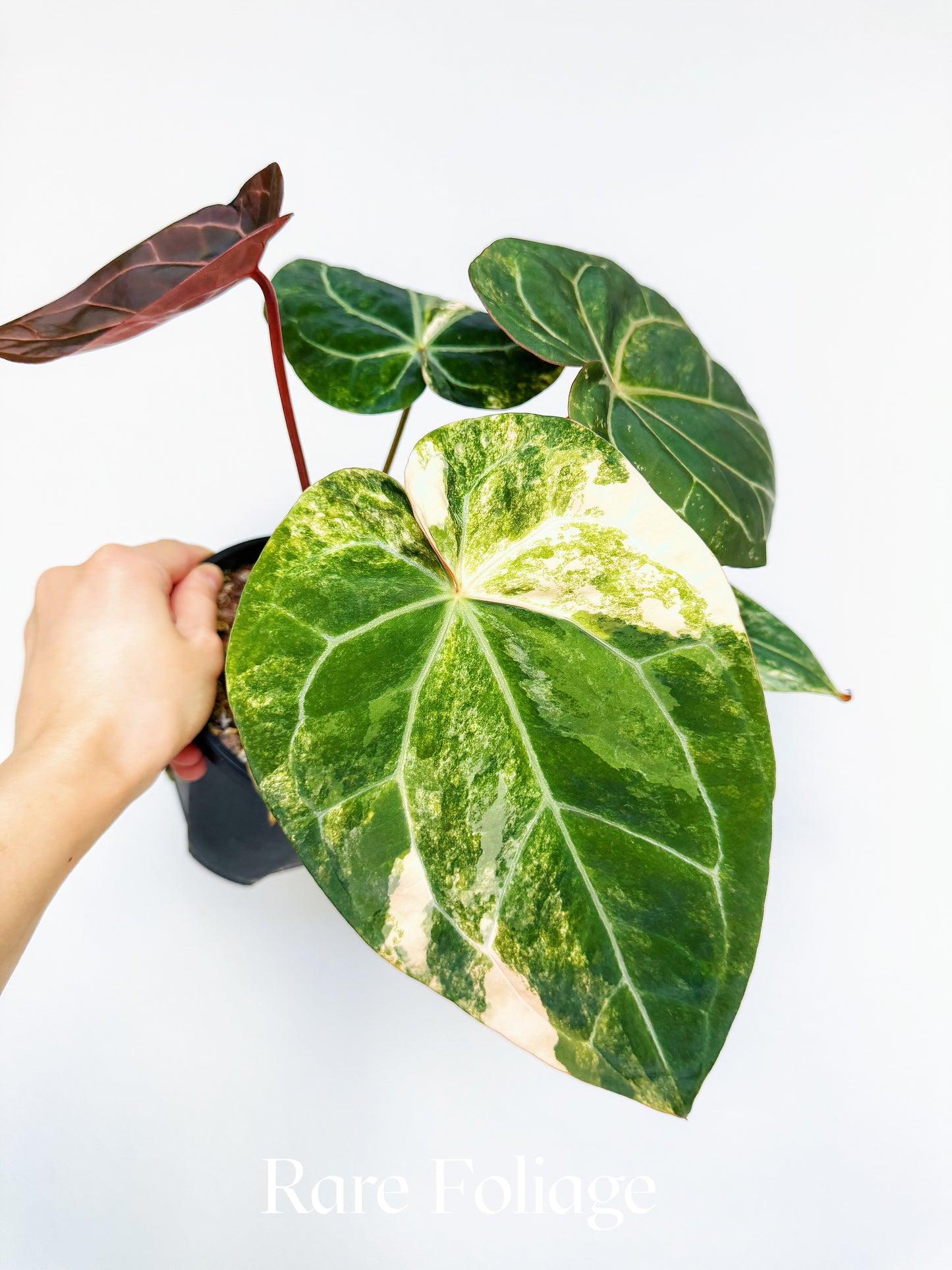 Anthurium Variegated Black Venom x Tezula Red Crystallinum 6" Exact Plant