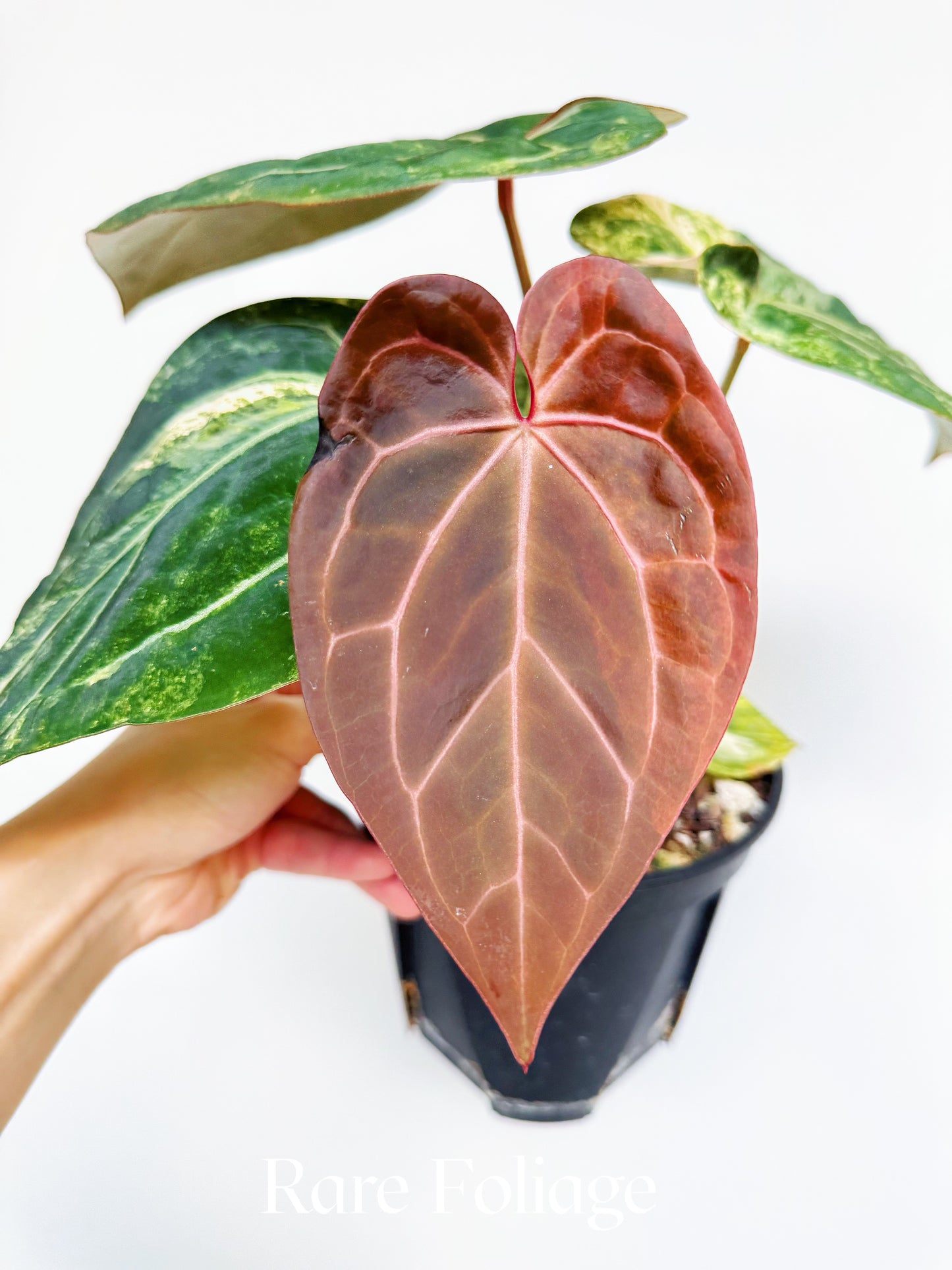 Anthurium Variegated Black Venom x Tezula Red Crystallinum 6" Exact Plant