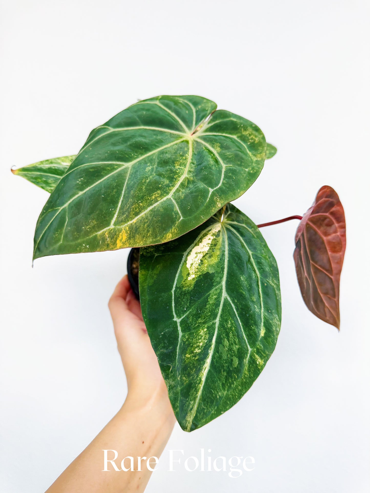 Anthurium Variegated Black Venom x Tezula Red Crystallinum 6" Exact Plant