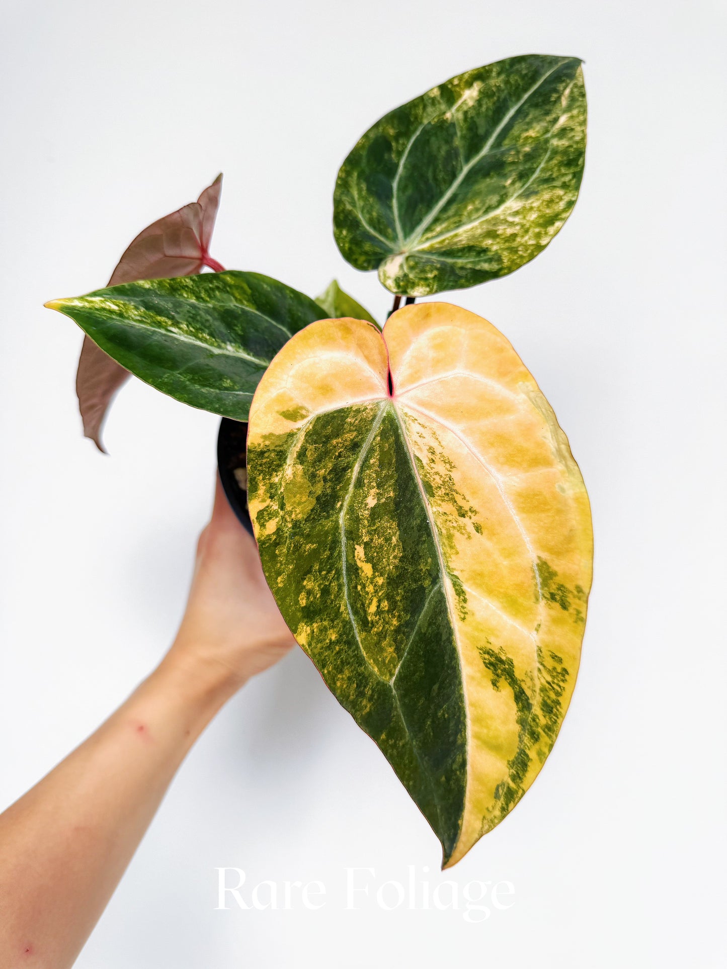 Anthurium Variegated Black Venom x Tezula Red Crystallinum 6" Exact Plant