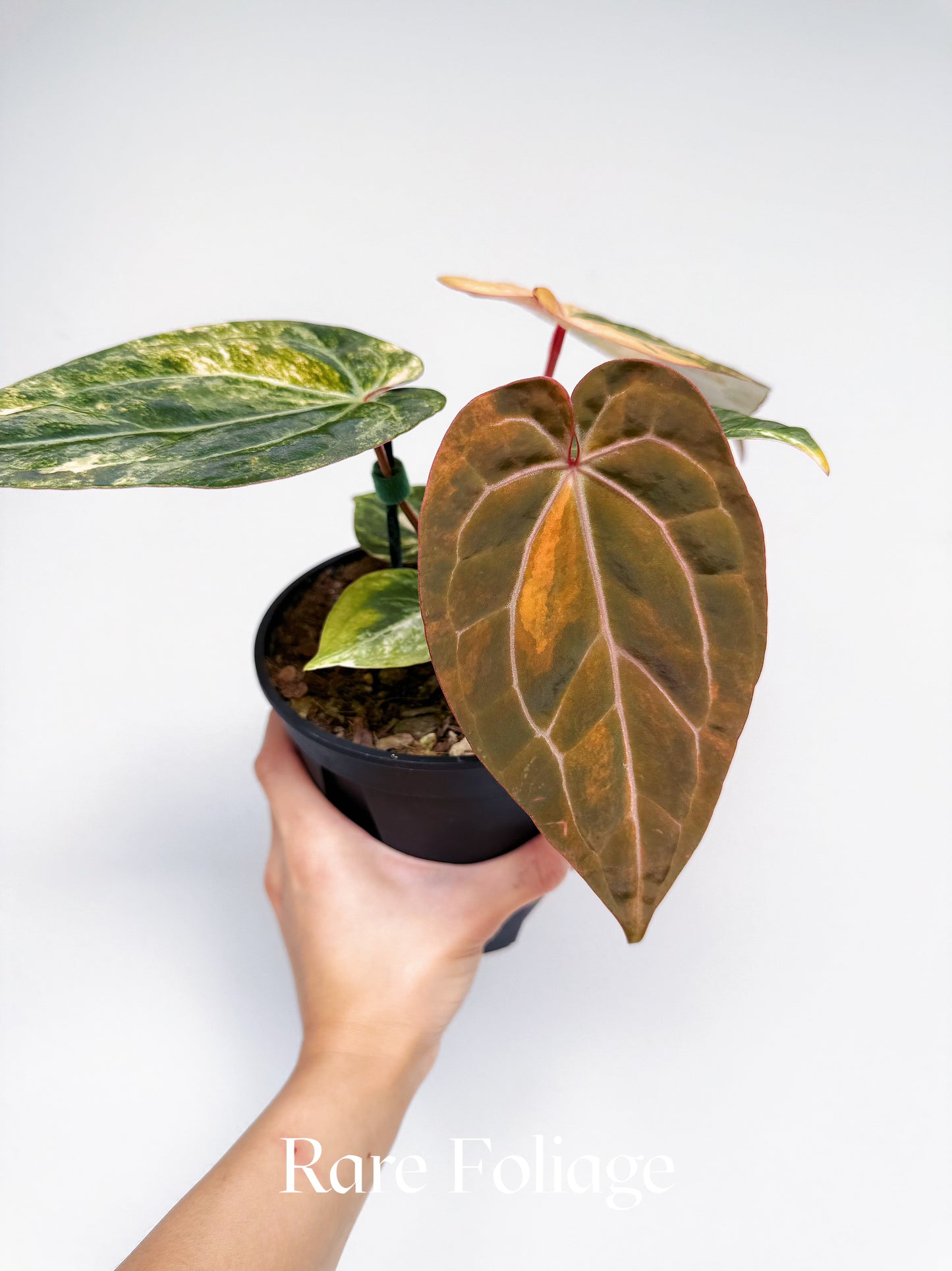 Anthurium Variegated Black Venom x Tezula Red Crystallinum 6" Exact Plant