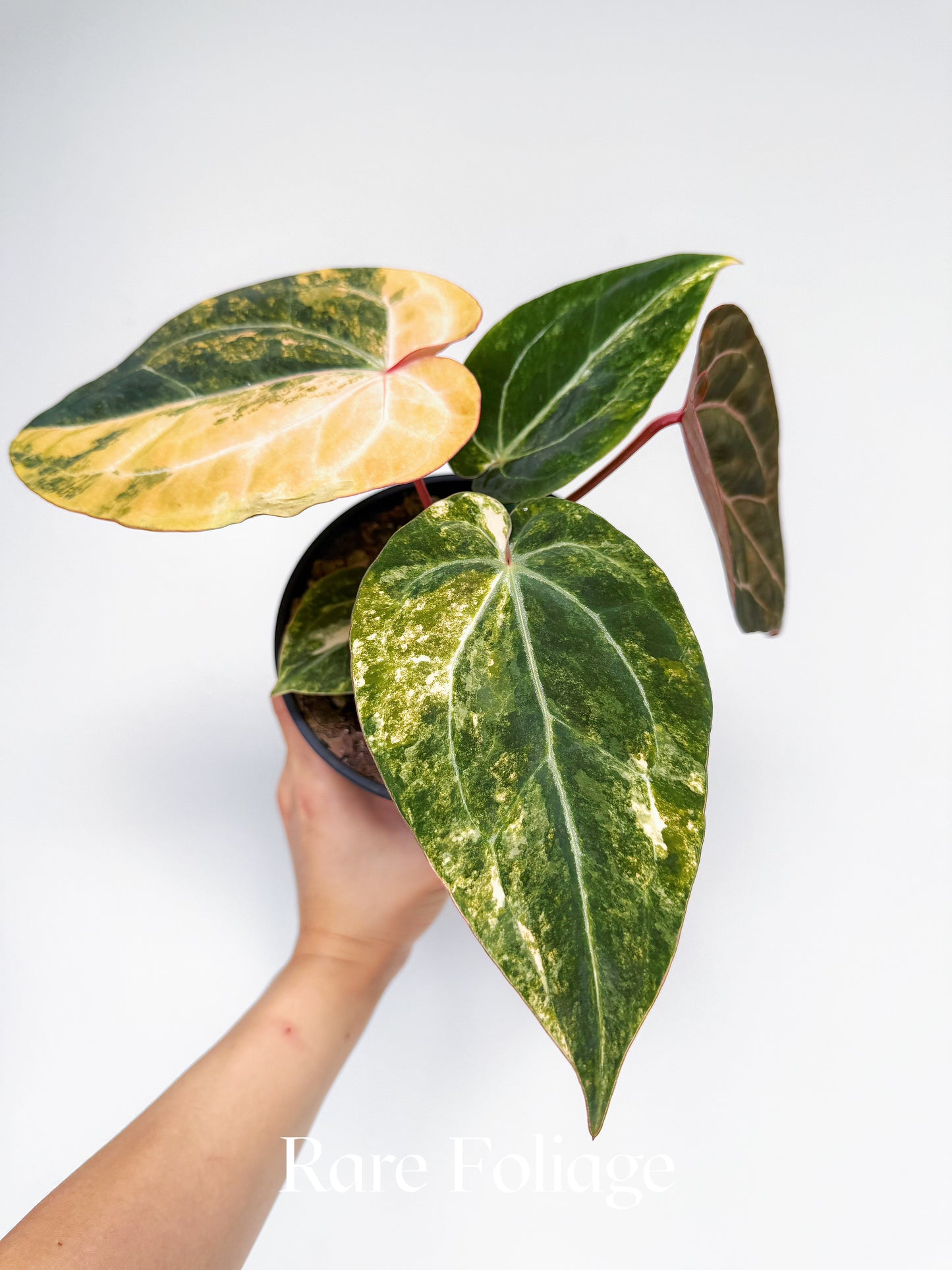 Anthurium Variegated Black Venom x Tezula Red Crystallinum 6" Exact Plant