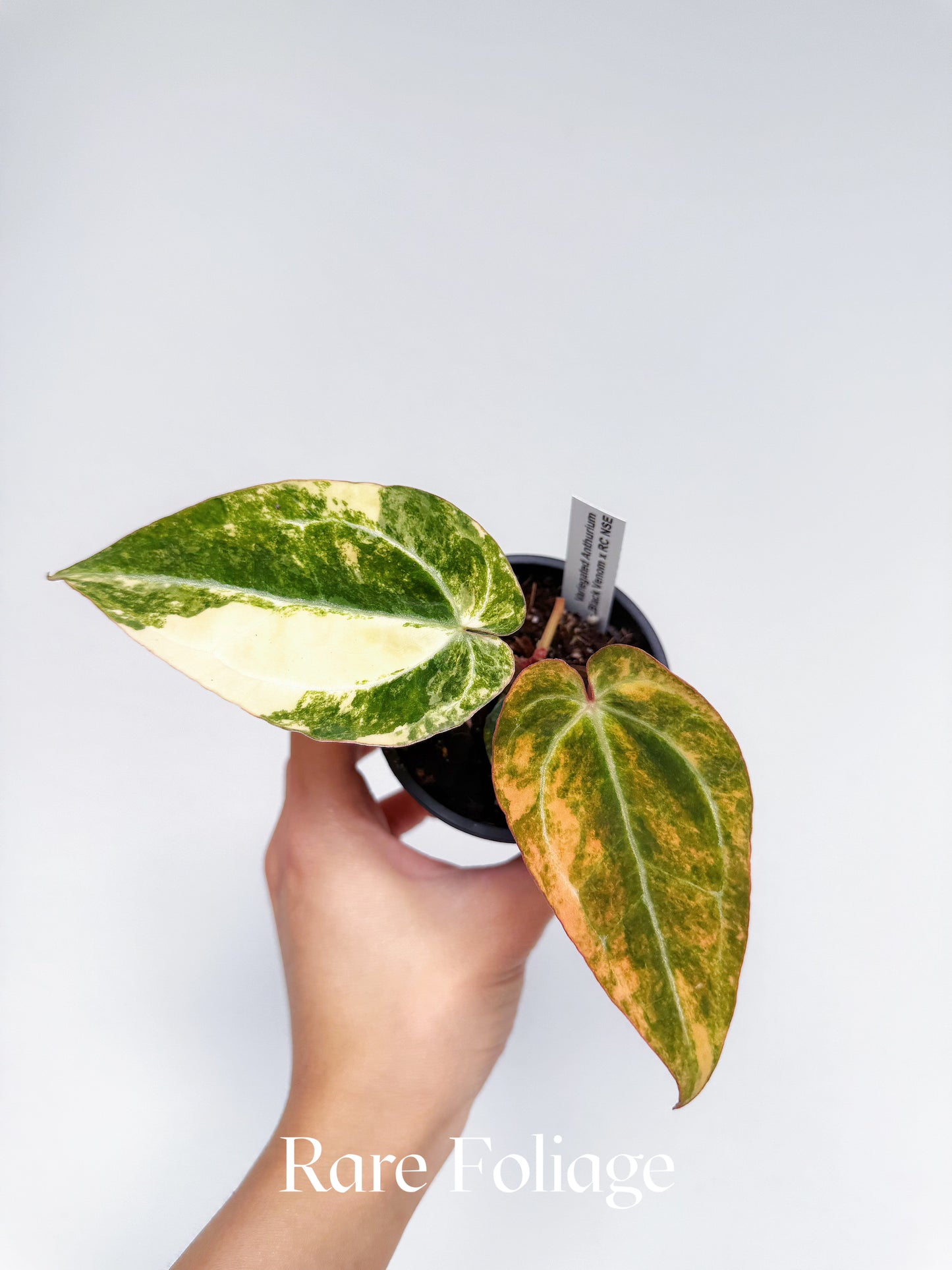 Anthurium Variegated Black Venom x Tezula Red Crystallinum 3" Exact Plant
