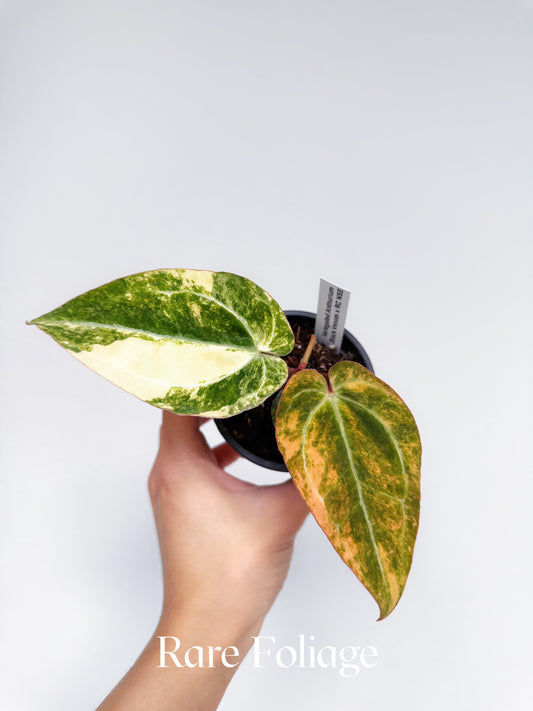 Anthurium Variegated Black Venom x Tezula Red Crystallinum 3" Exact Plant