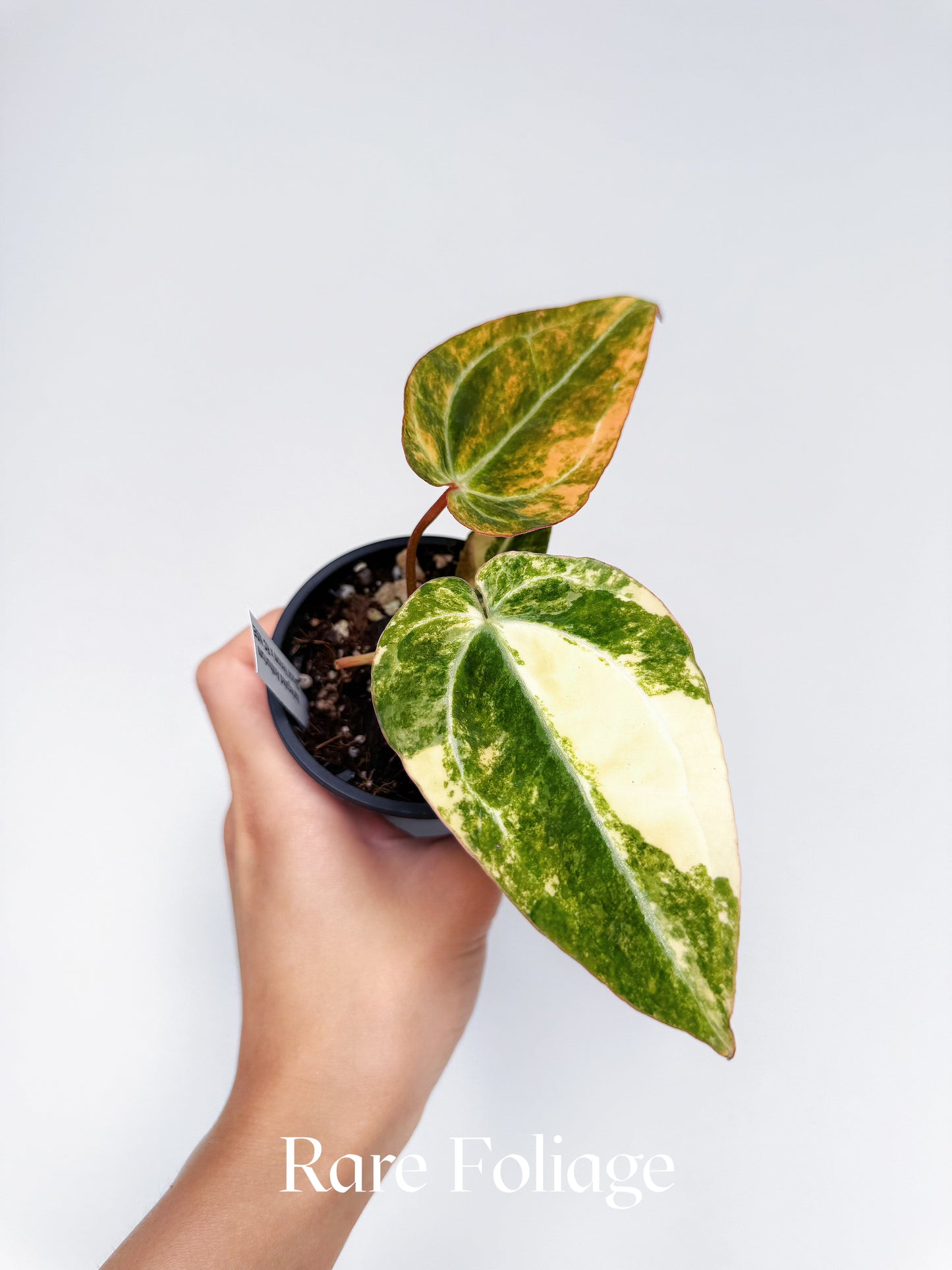 Anthurium Variegated Black Venom x Tezula Red Crystallinum 3" Exact Plant