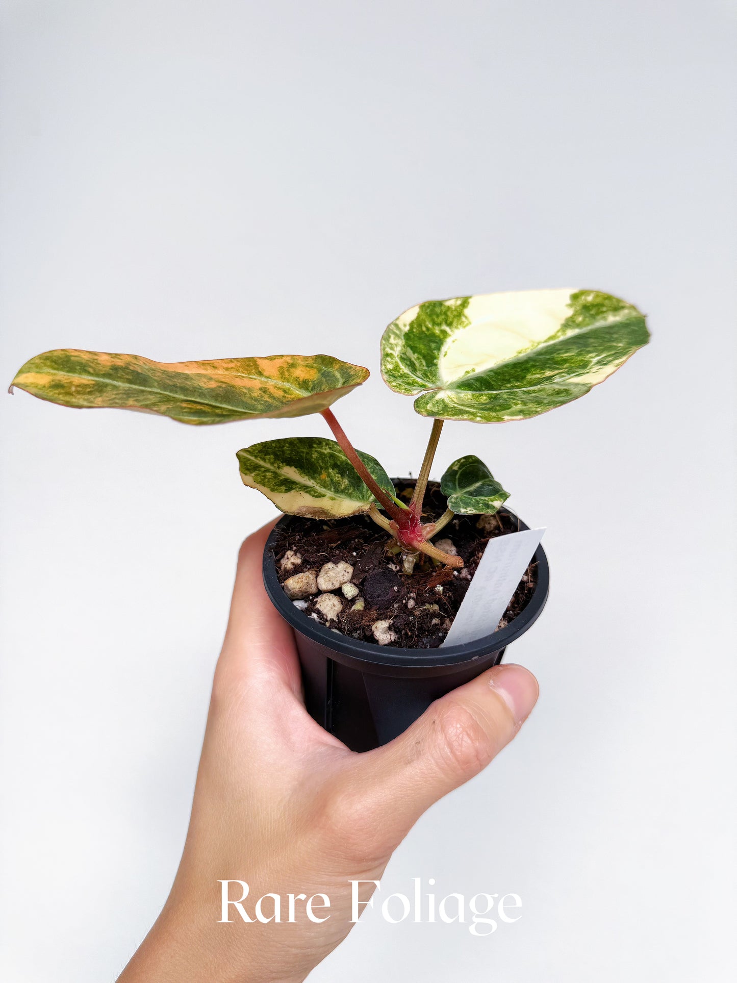 Anthurium Variegated Black Venom x Tezula Red Crystallinum 3" Exact Plant
