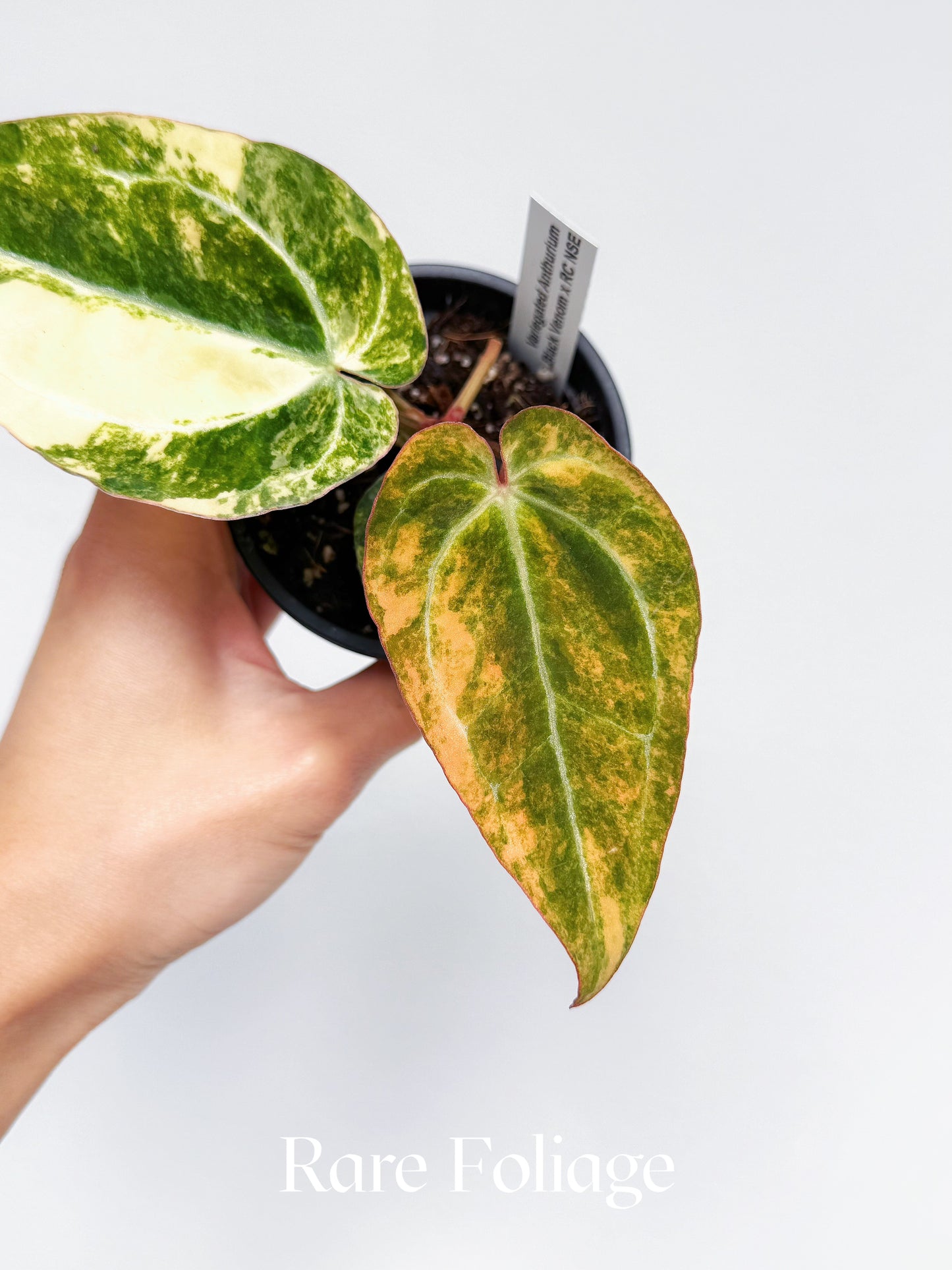 Anthurium Variegated Black Venom x Tezula Red Crystallinum 3" Exact Plant