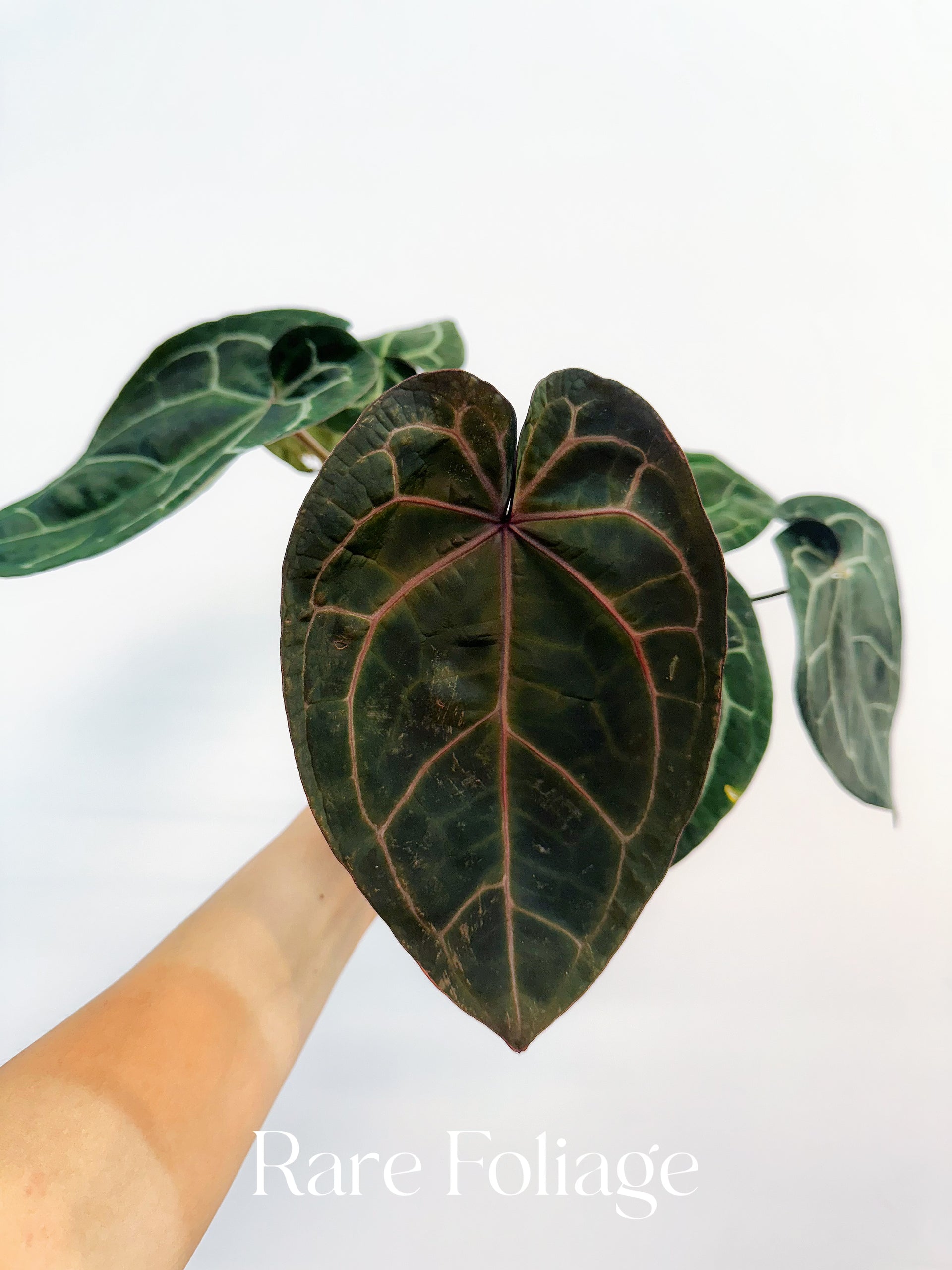 Anthurium (Black Widow x Michelle) x (Michelle x Zara) 4 Anthurium (Black Widow x Michelle) x (Michelle x Zara) 4