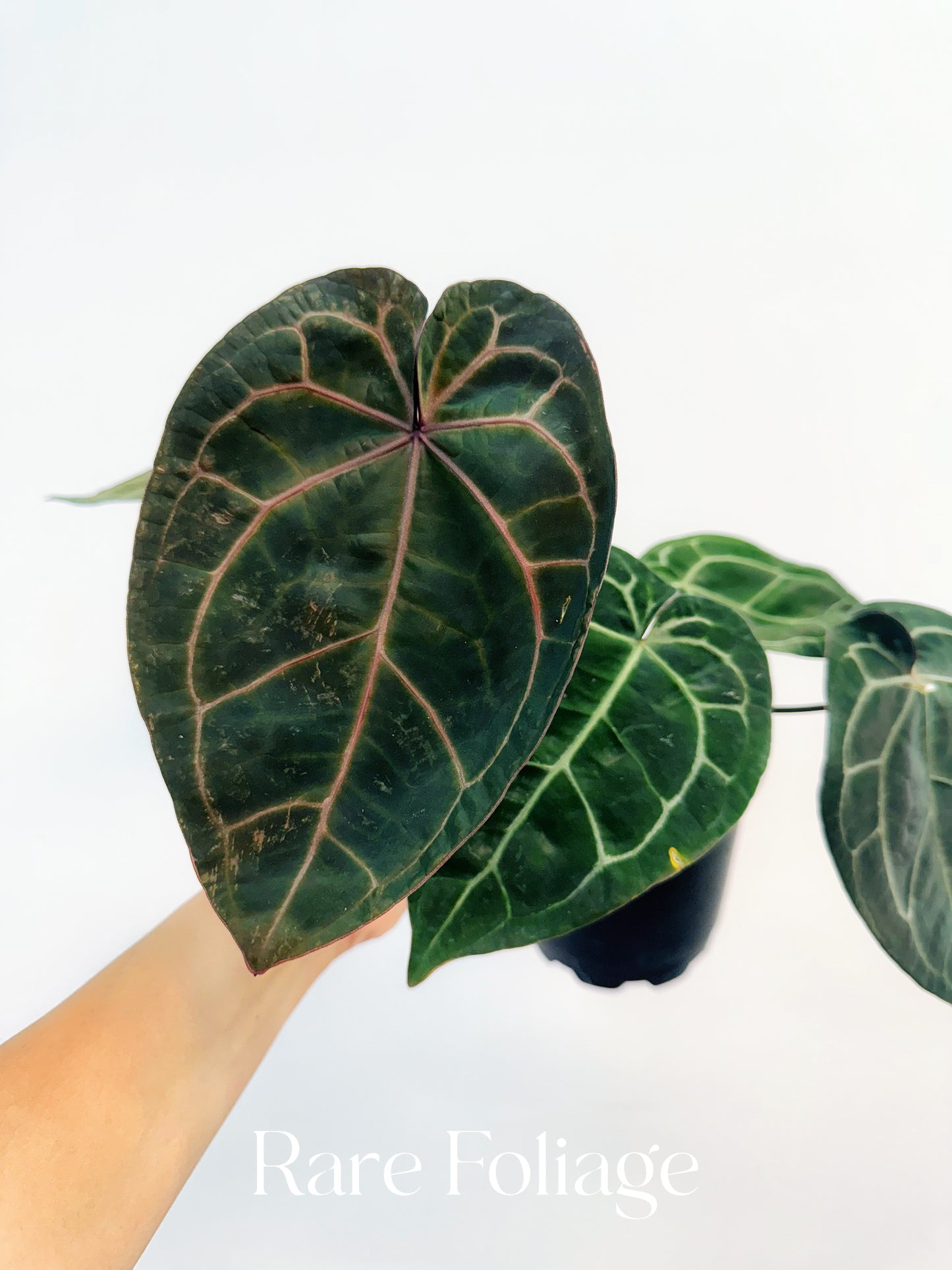 Anthurium (Black Widow x Michelle) x (Michelle x Zara) 4"