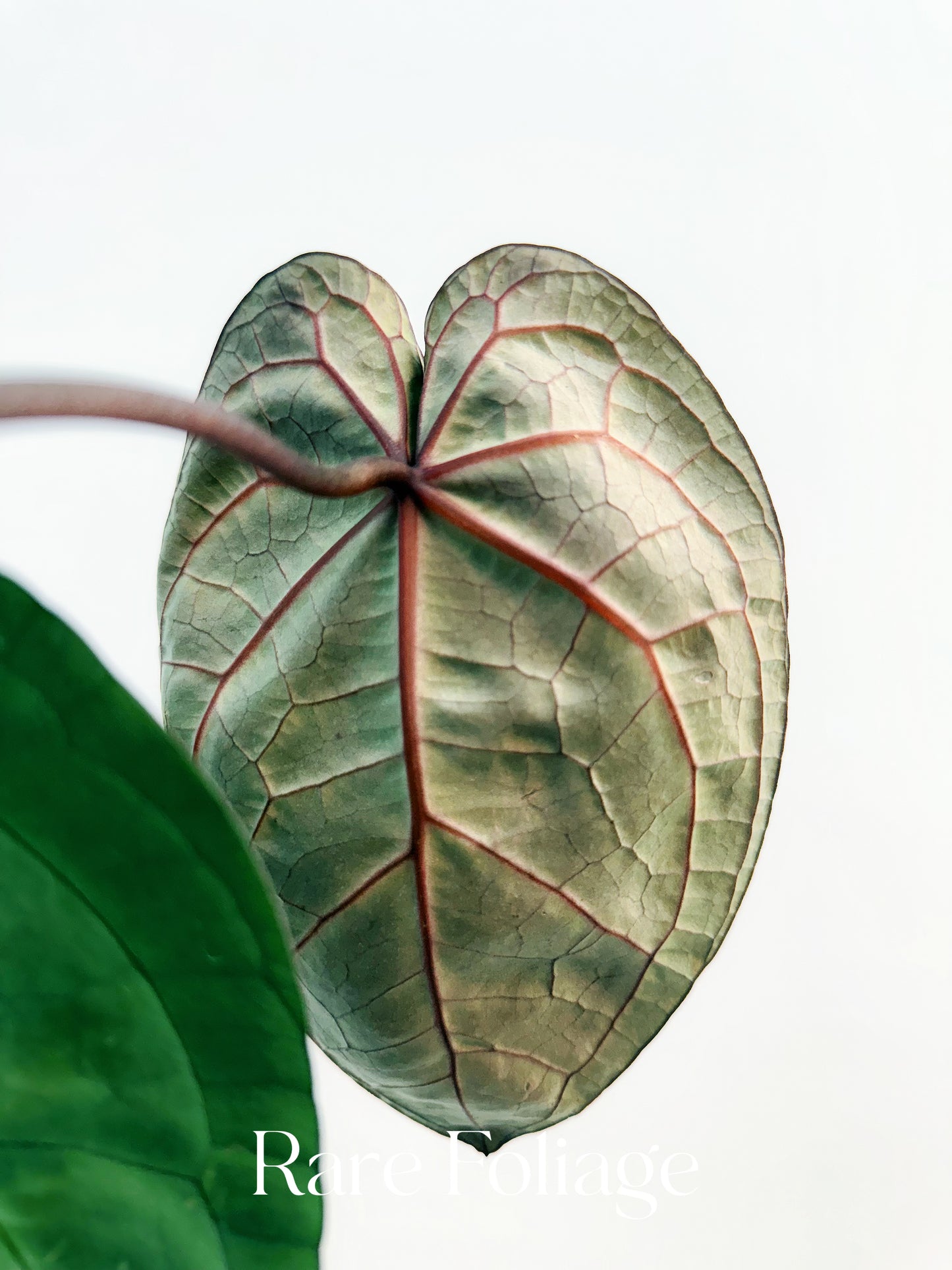 Anthurium (Black Widow x Michelle) x (Michelle x Zara) 4"