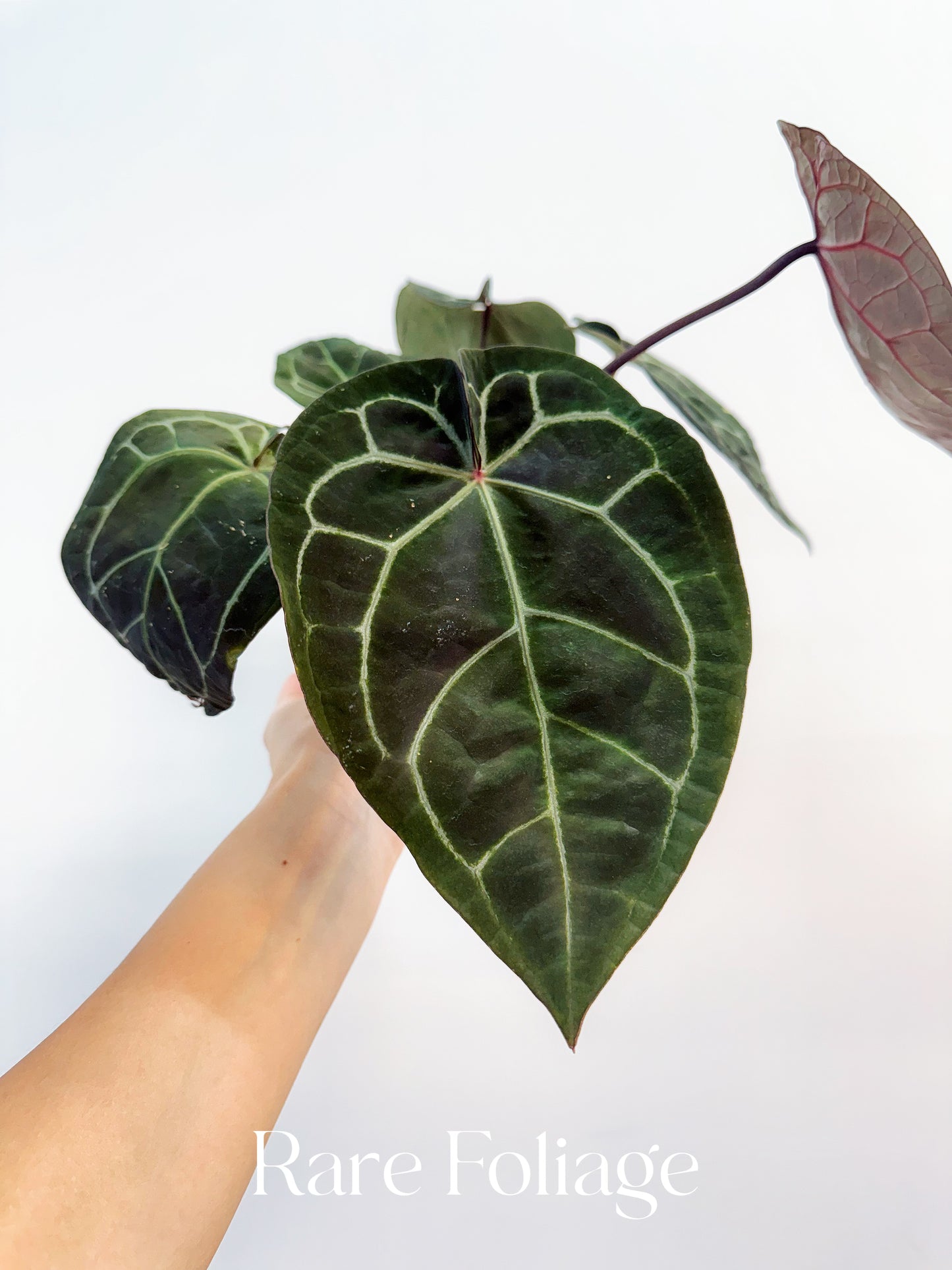 Anthurium (Black Widow x Michelle) x (Michelle x Zara) 4"