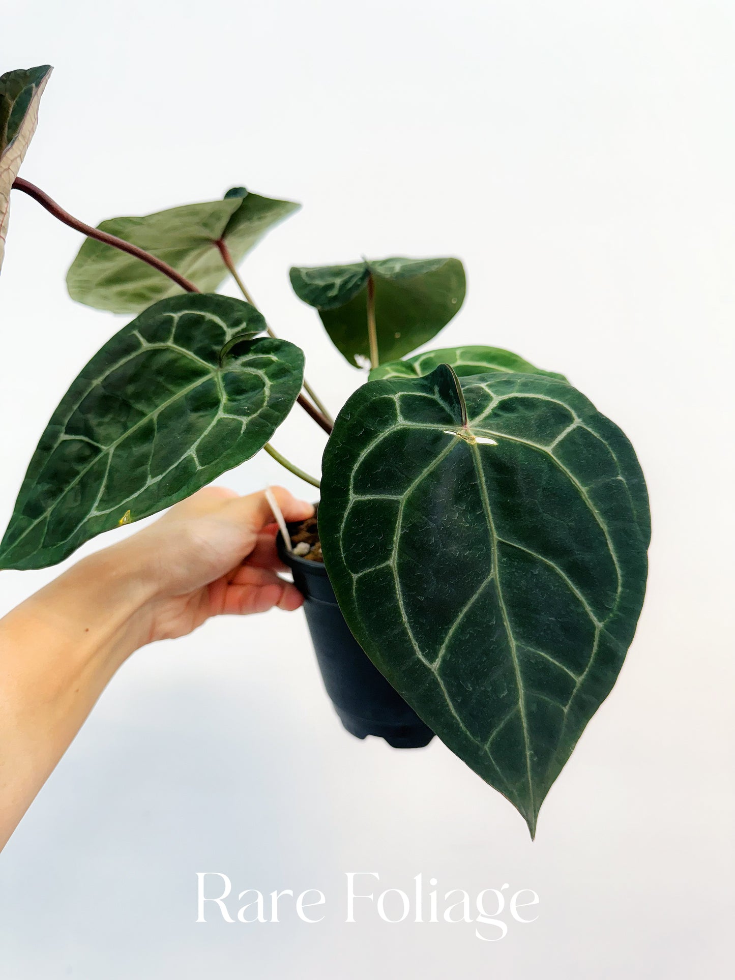 Anthurium (Black Widow x Michelle) x (Michelle x Zara) 4"