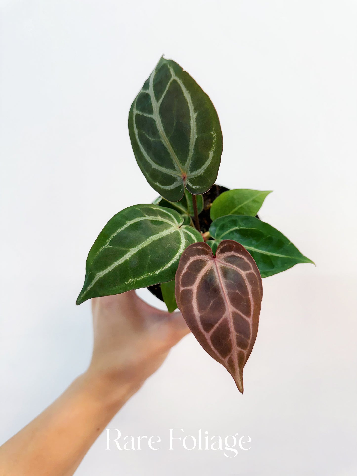 Anthurium Brielle x Zara 4"