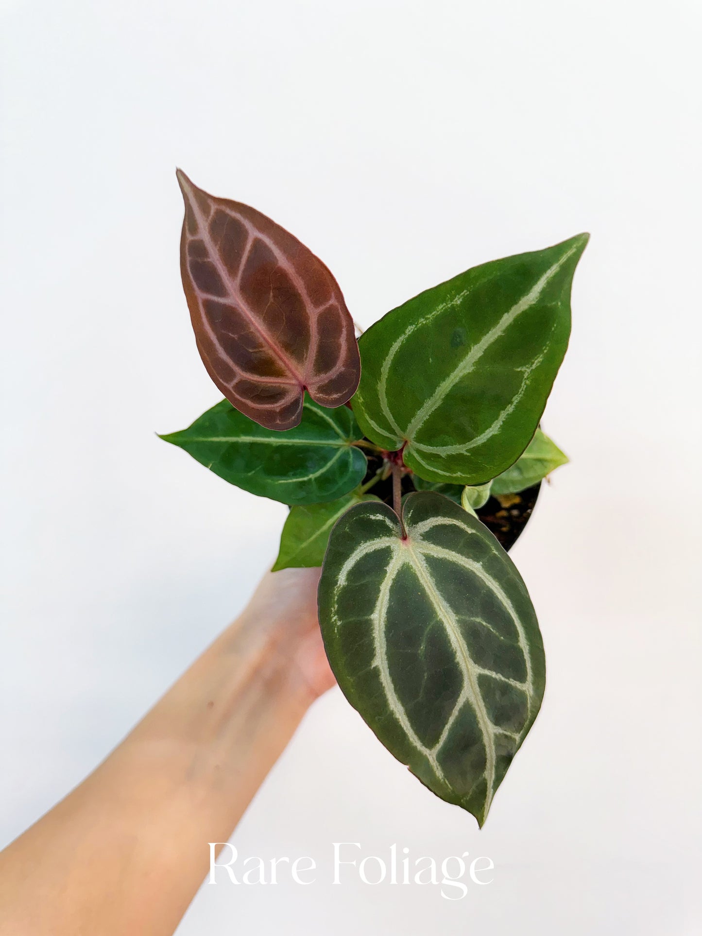 Anthurium Brielle x Zara 4"