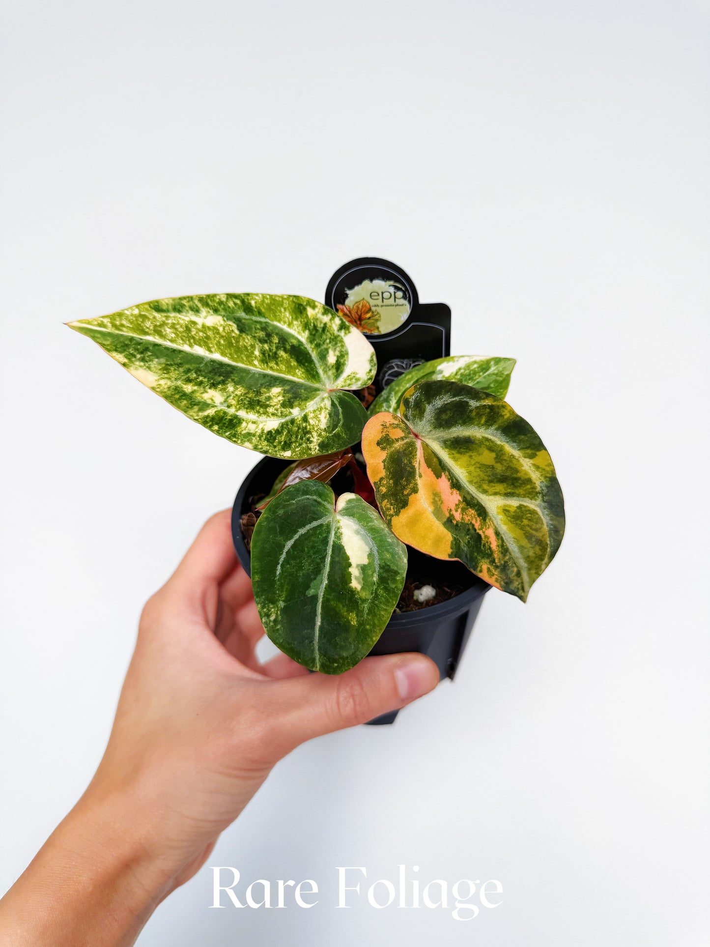 Anthurium Bumblebee x Michelle Variegated 4” Exact Plant