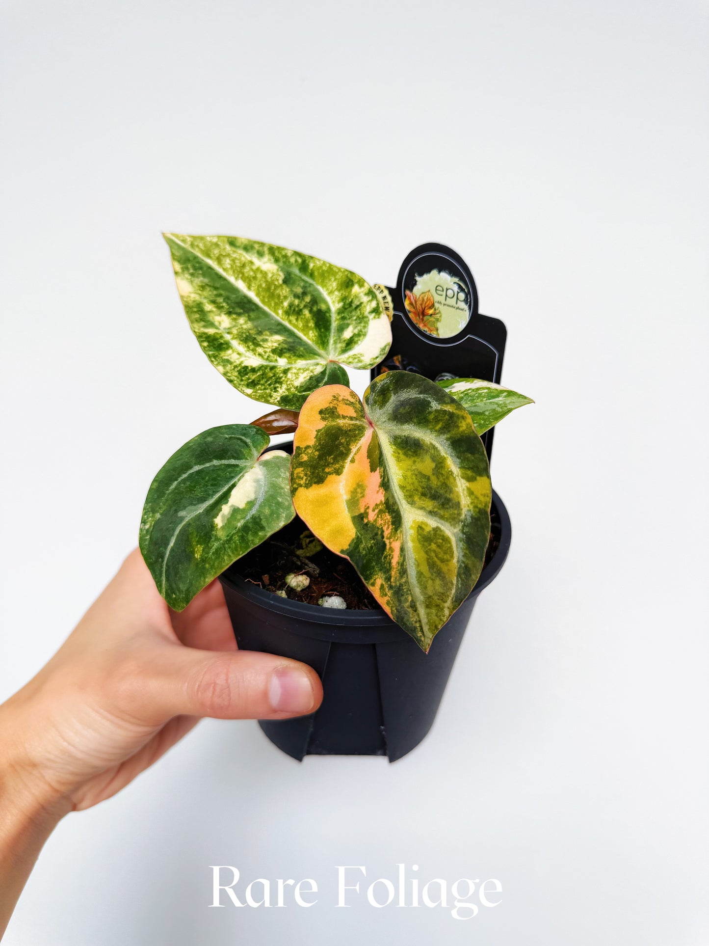 Anthurium Bumblebee x Michelle Variegated 4” Exact Plant
