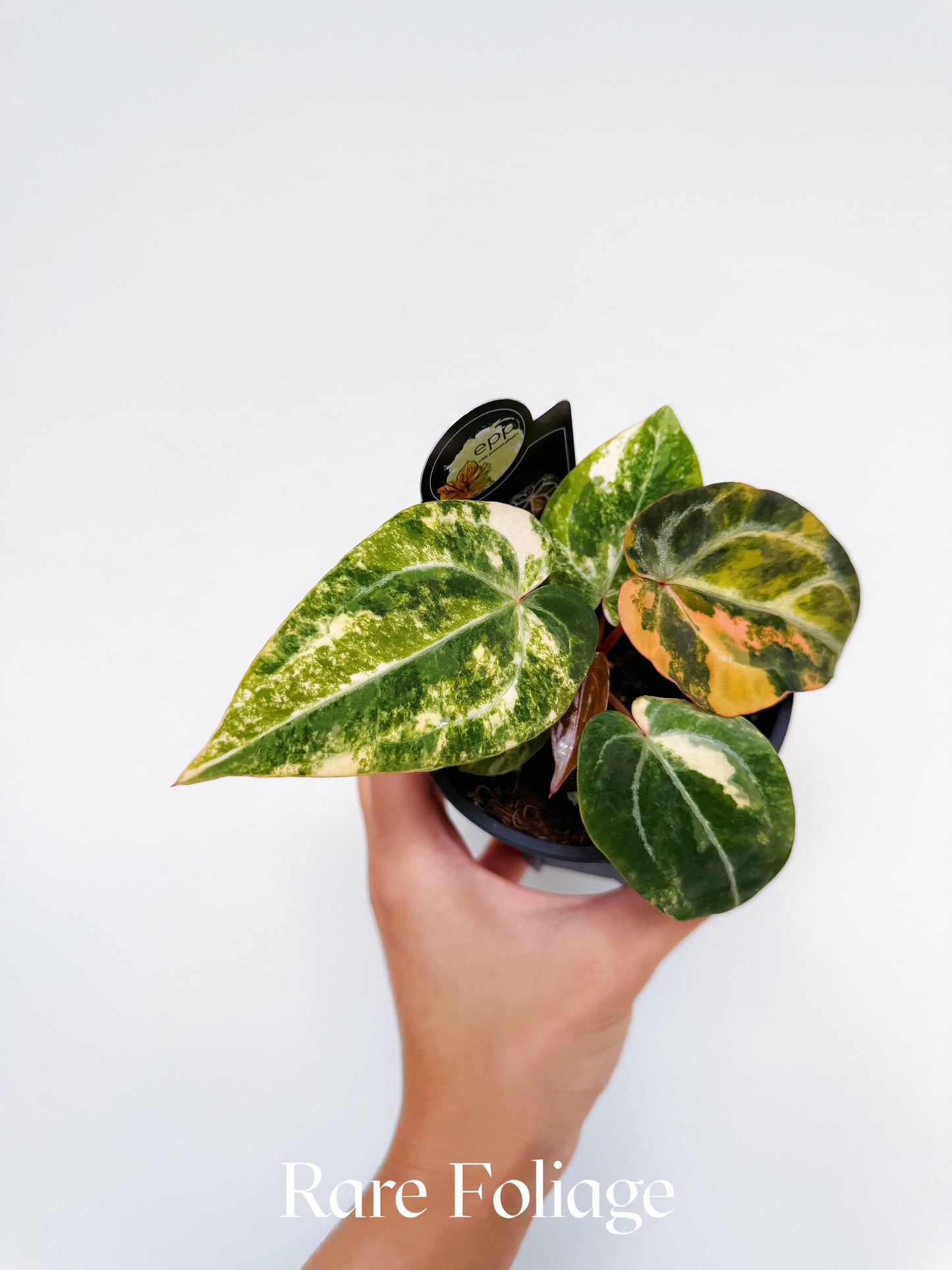 Anthurium Bumblebee x Michelle Variegated 4” Exact Plant