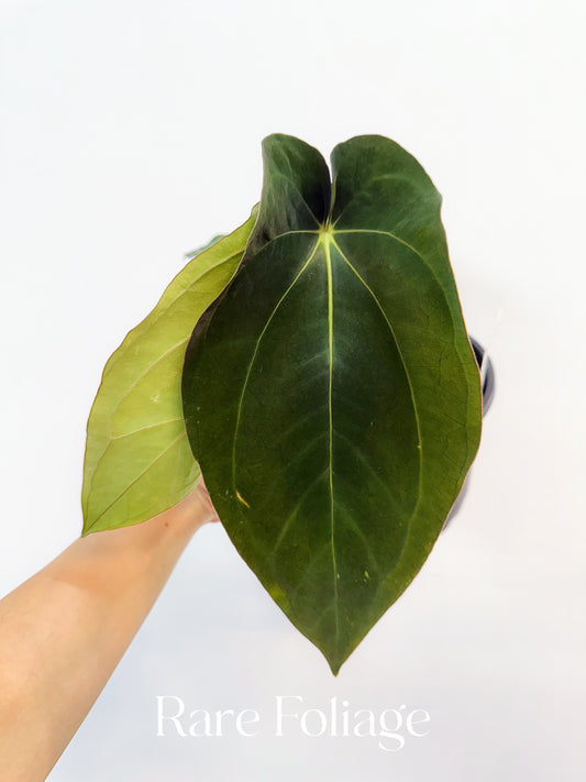 Anthurium Carlablackiae Scott x BVEP 4"