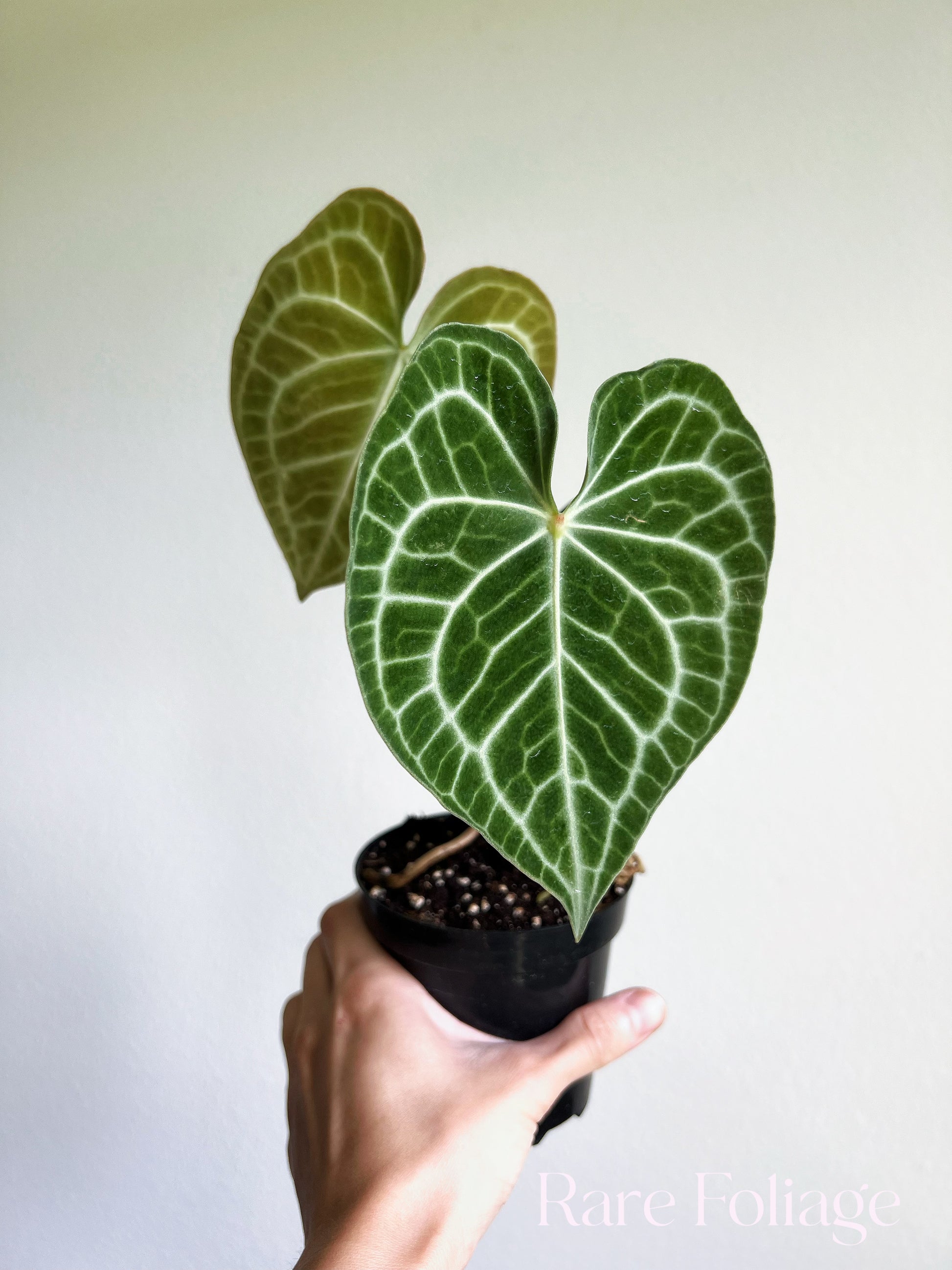 anthurium clarinervium rare Anthurium Clarinervium 4"
