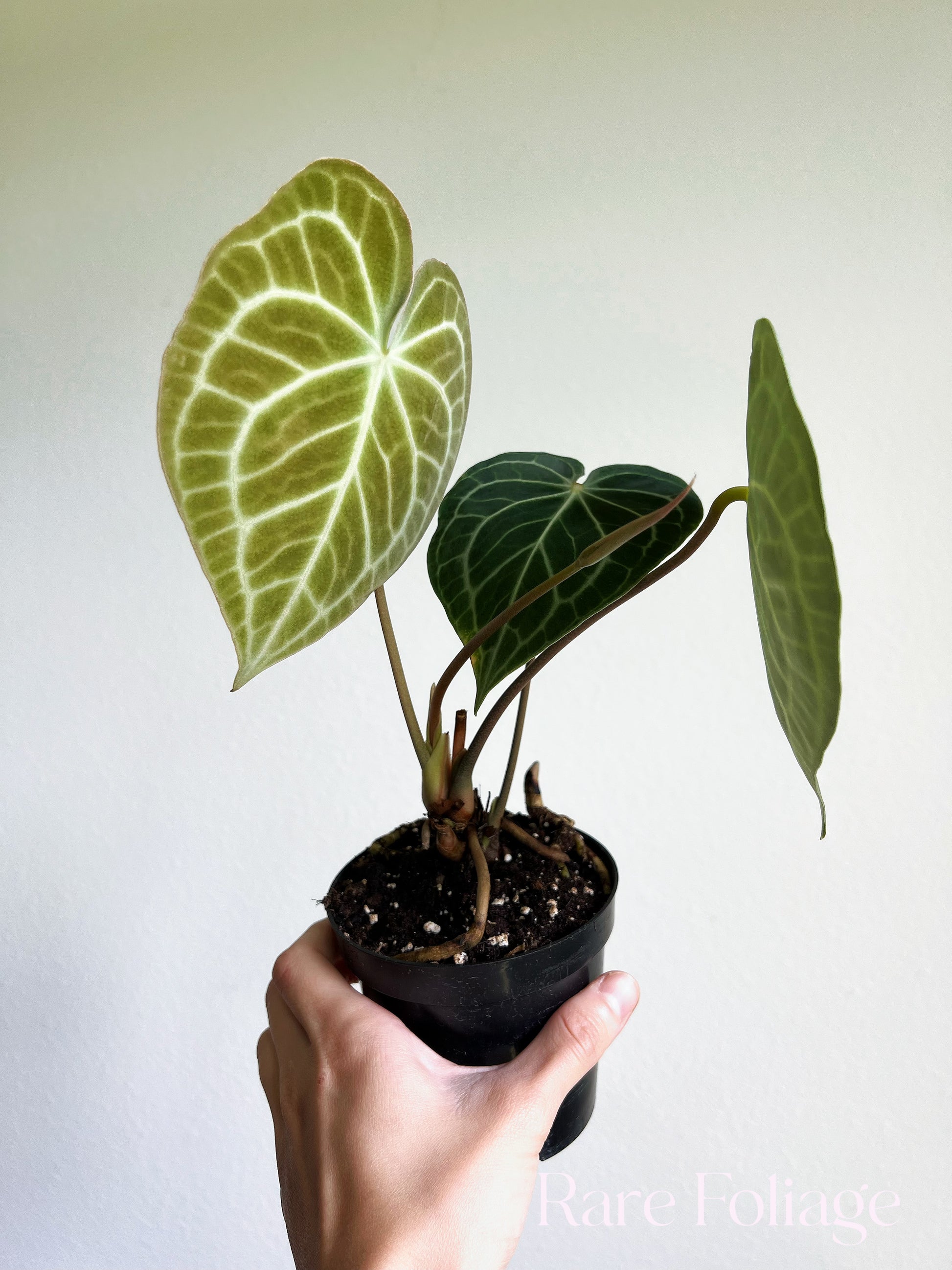 anthurium clarinervium mature Anthurium Clarinervium 4"
