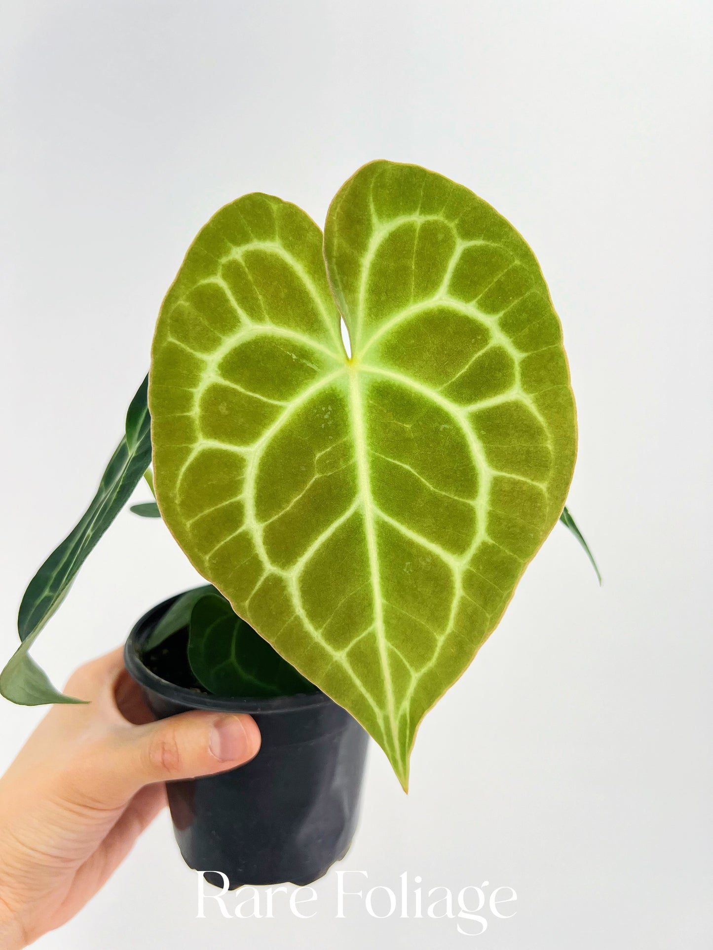 Anthurium Clarinervium 4”