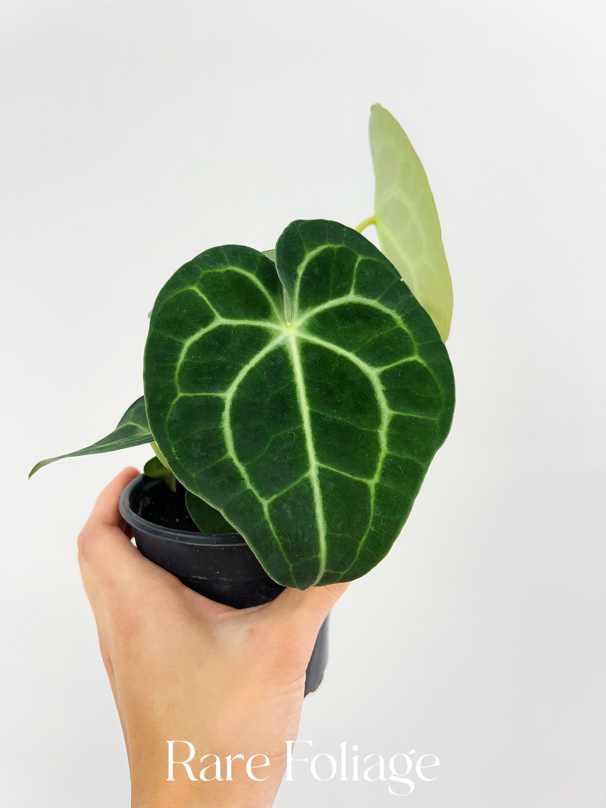 anthurium clarinervium houseplant Anthurium Clarinervium 4” – Rare Foliage Plant Co