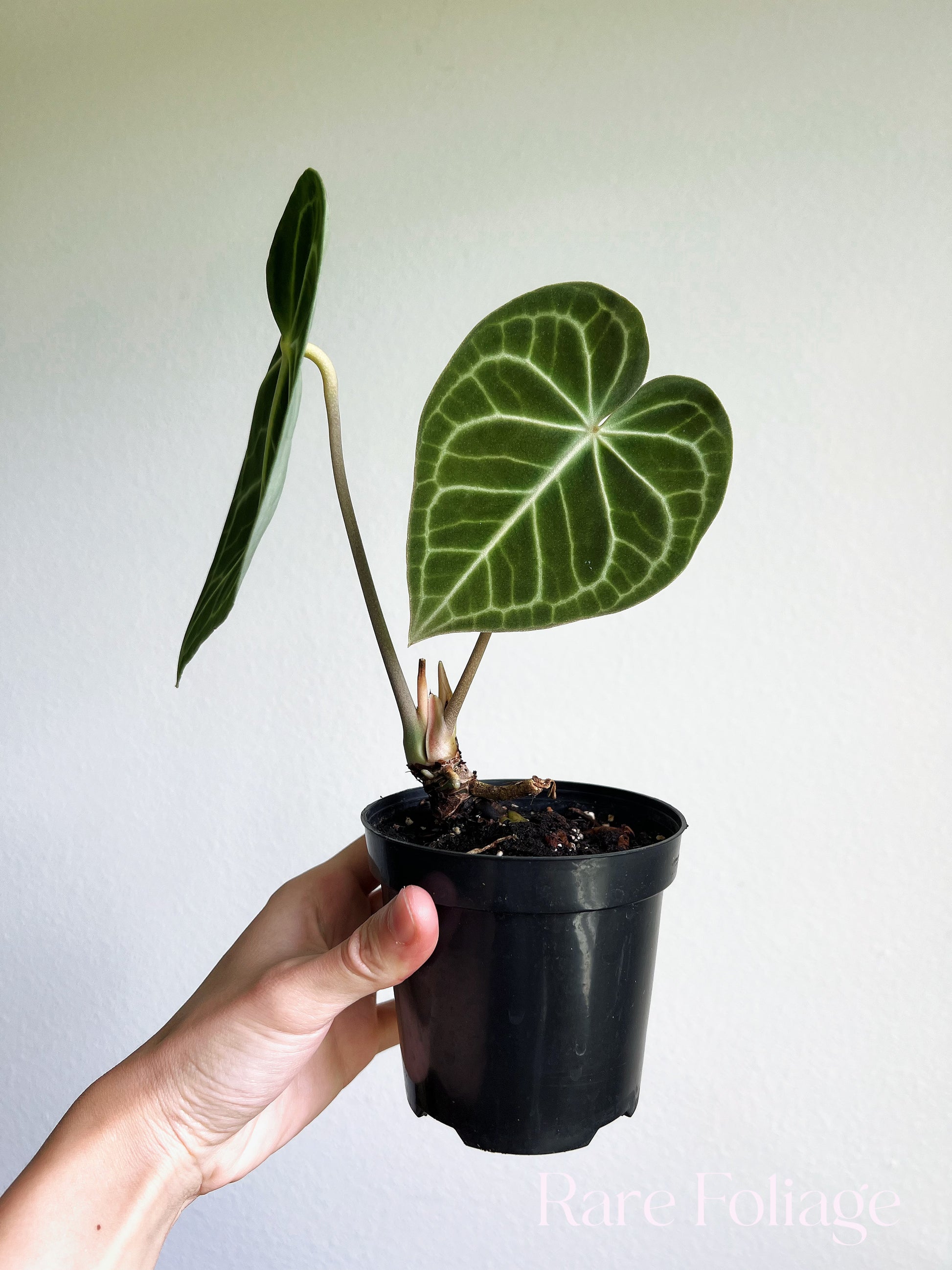 anthurium clarinervium new leaf Anthurium Clarinervium 4" – Rare Foliage Plant Co