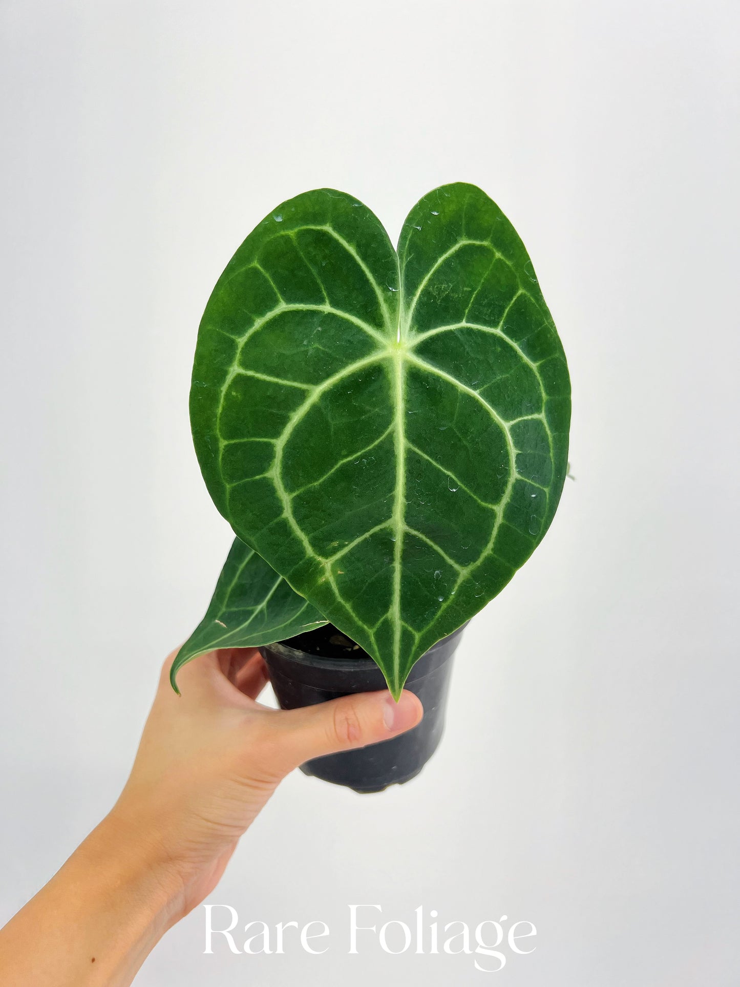 Anthurium Clarinervium 4”