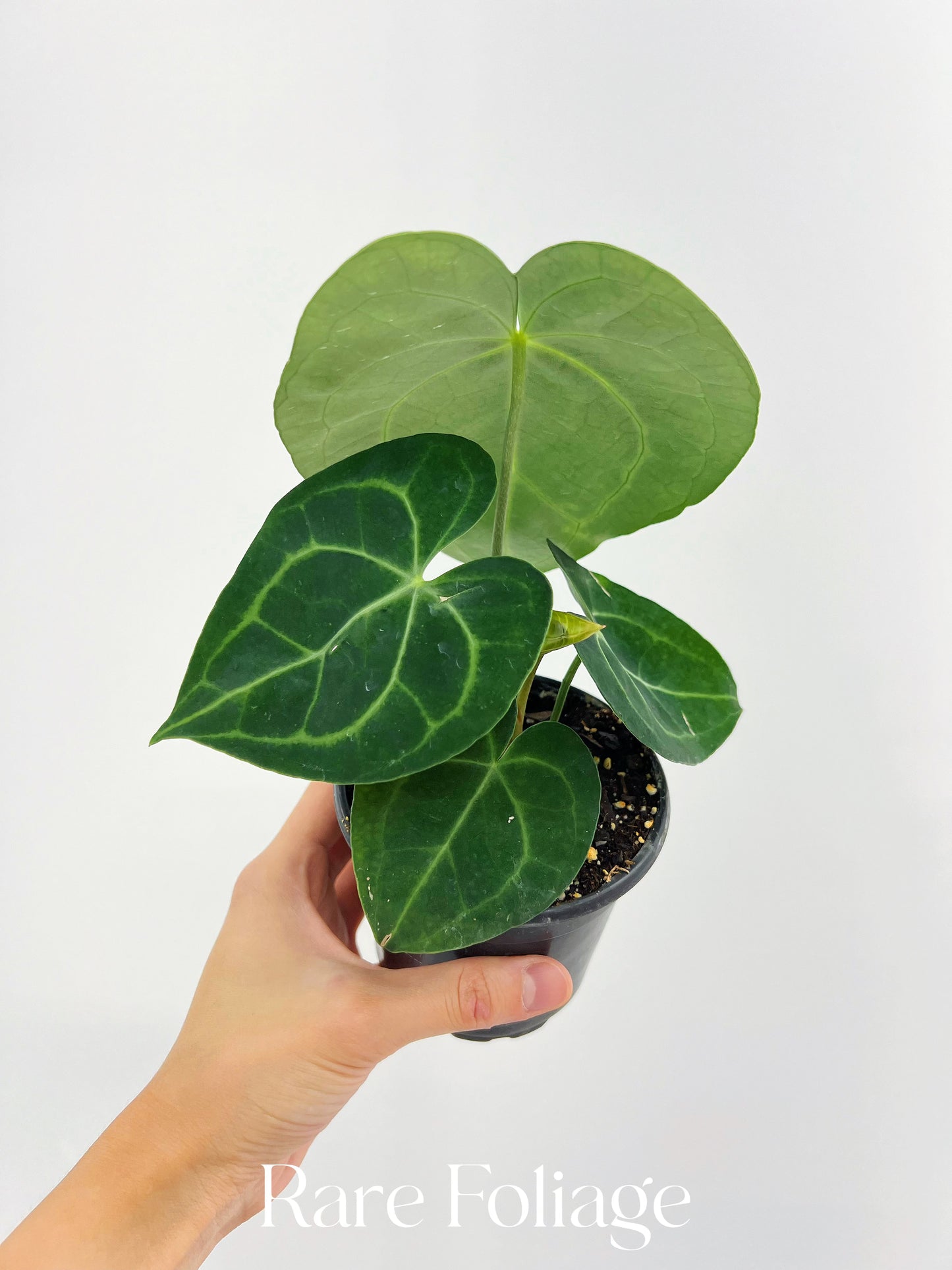 Anthurium Clarinervium 4”