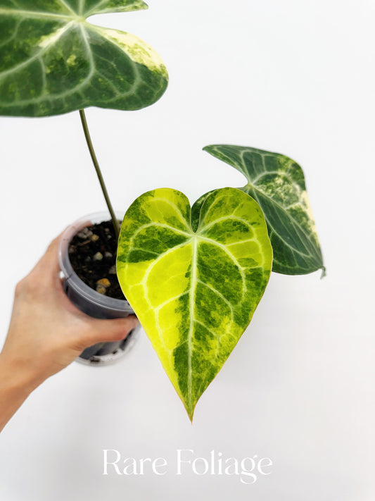 Anthurium Clarinervium Variegated 4” Exact Plant