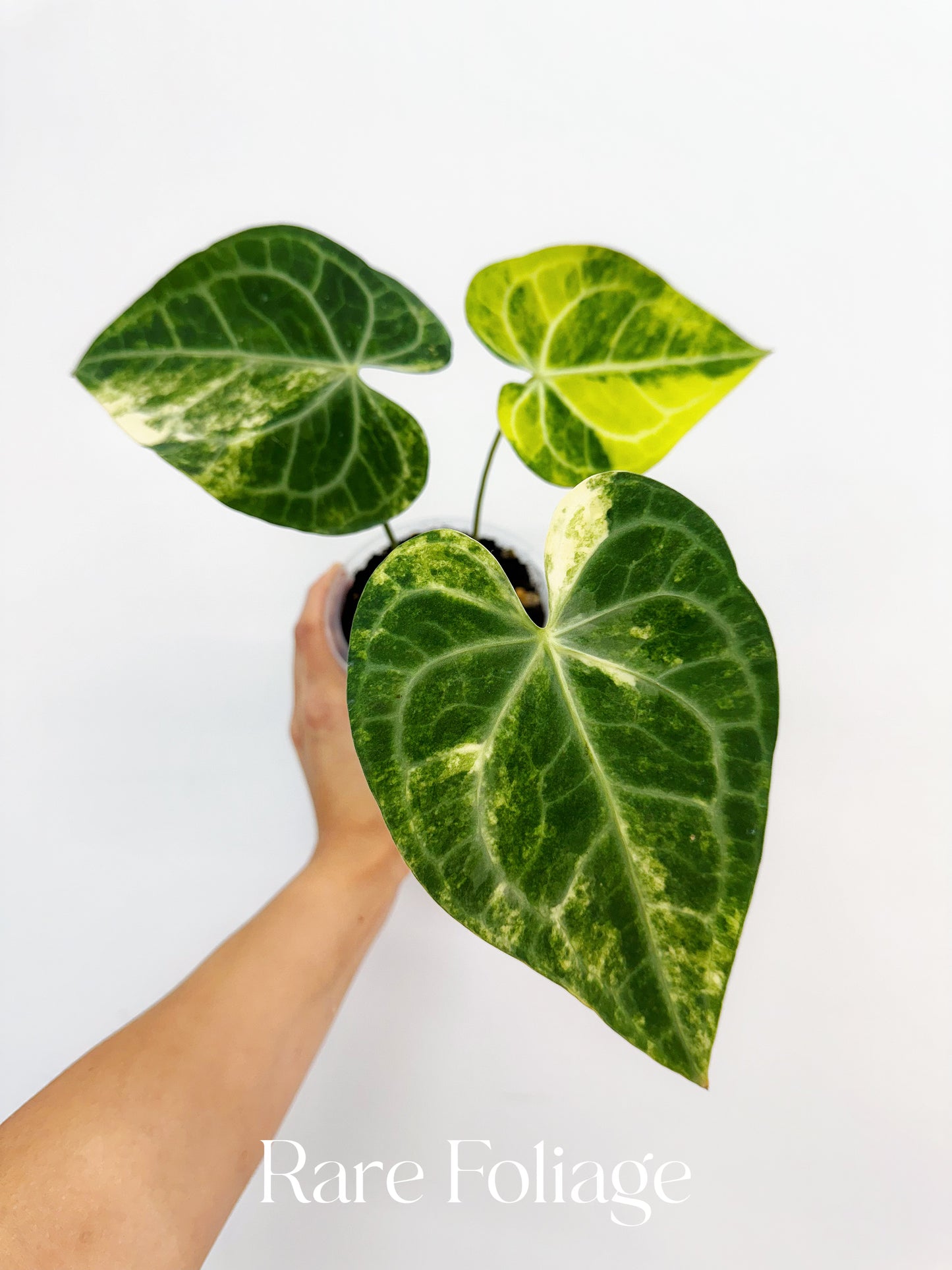 Anthurium Clarinervium Variegated 4” Exact Plant