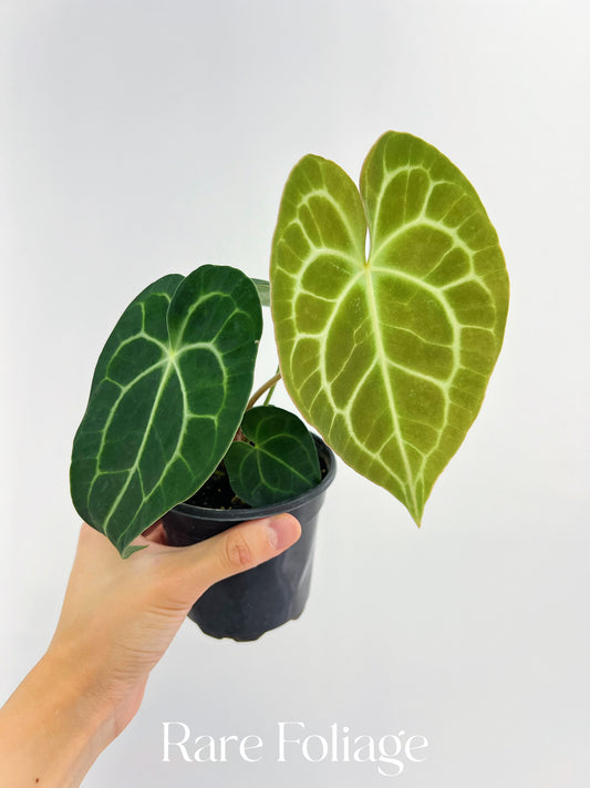 Anthurium Clarinervium 4”