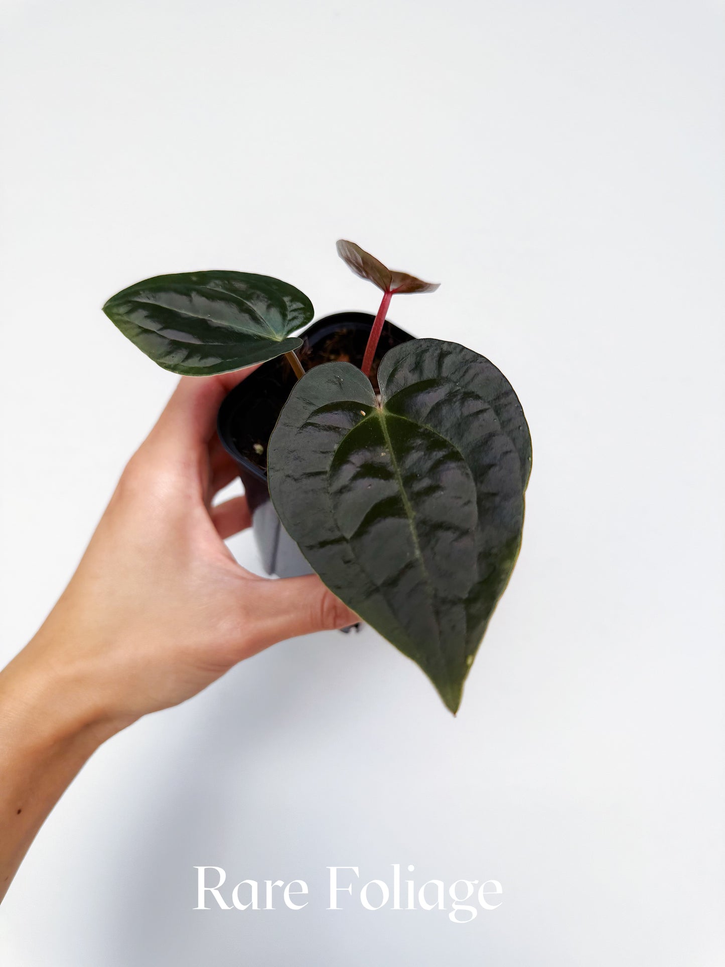 Anthurium Crystallinum x Luxurians 4”