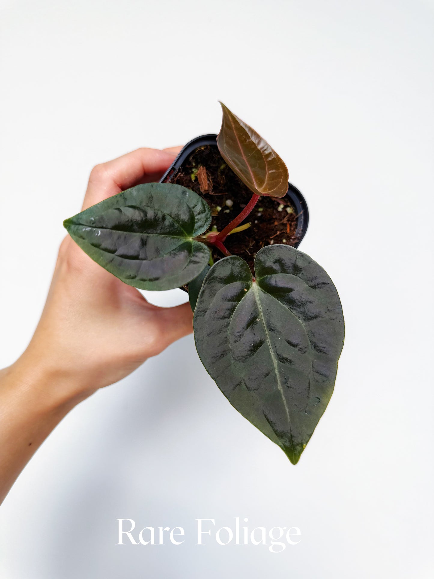 Anthurium Crystallinum x Luxurians 4”