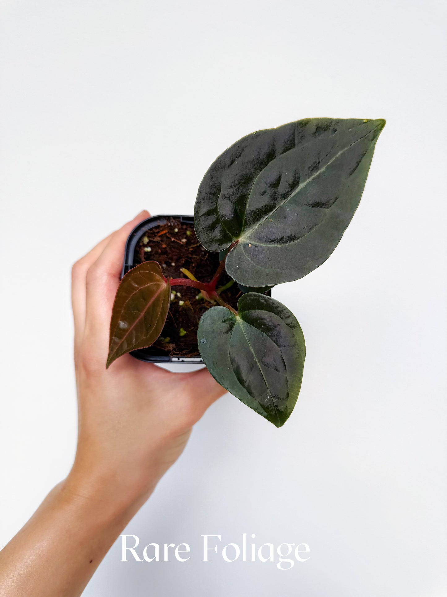 Anthurium Crystallinum x Luxurians 4”