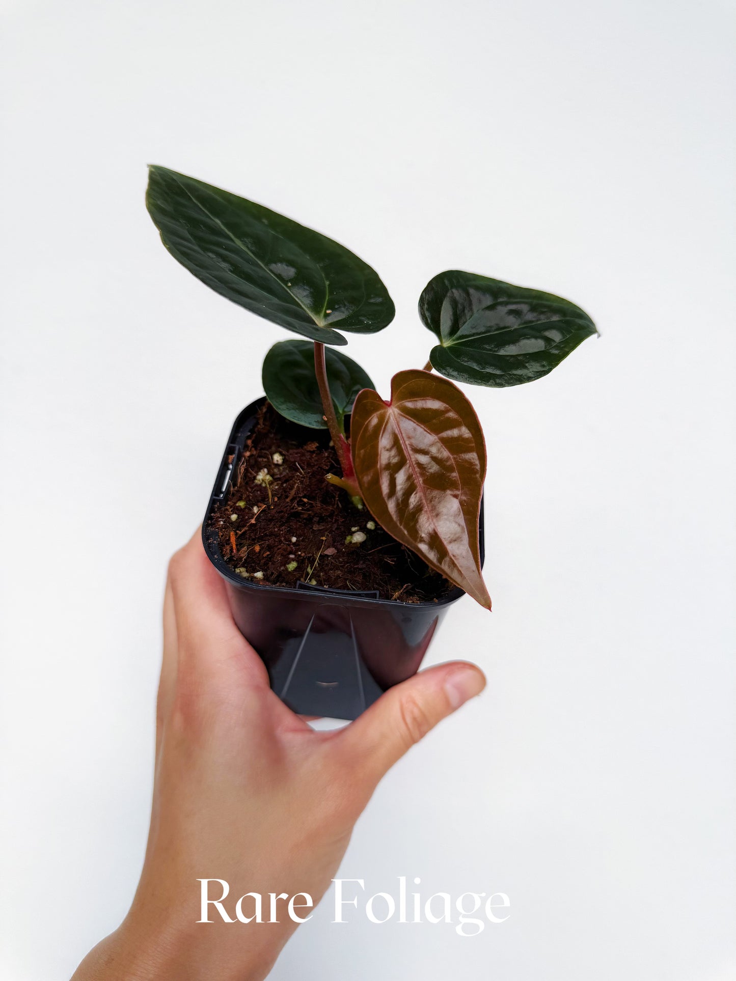 Anthurium Crystallinum x Luxurians 4”
