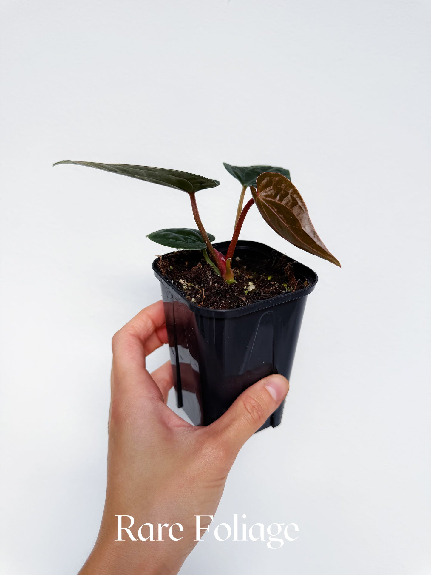 Anthurium Crystallinum x Luxurians 4”
