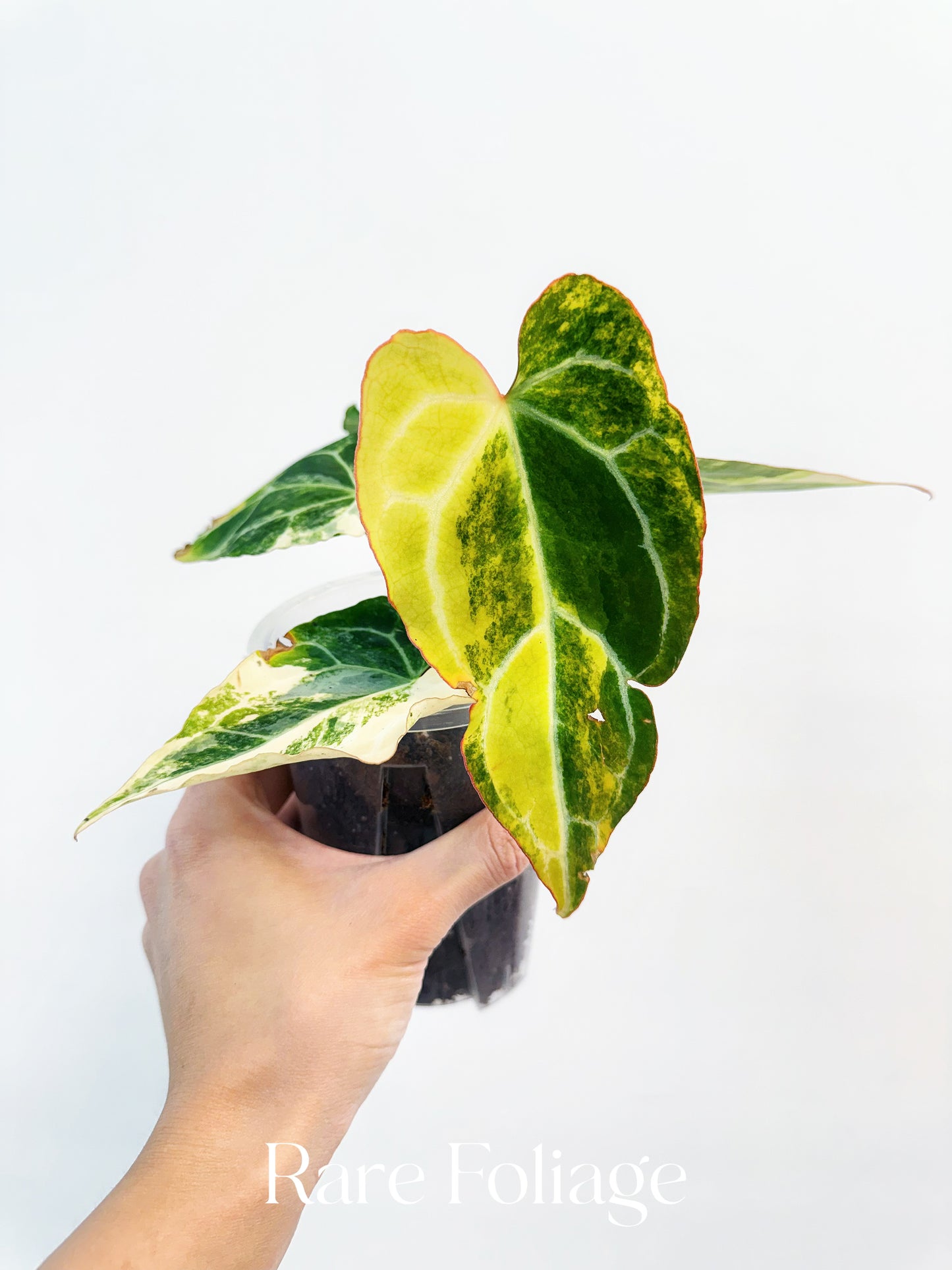 Anthurium Crystallinum Variegated 4” Exact Plant