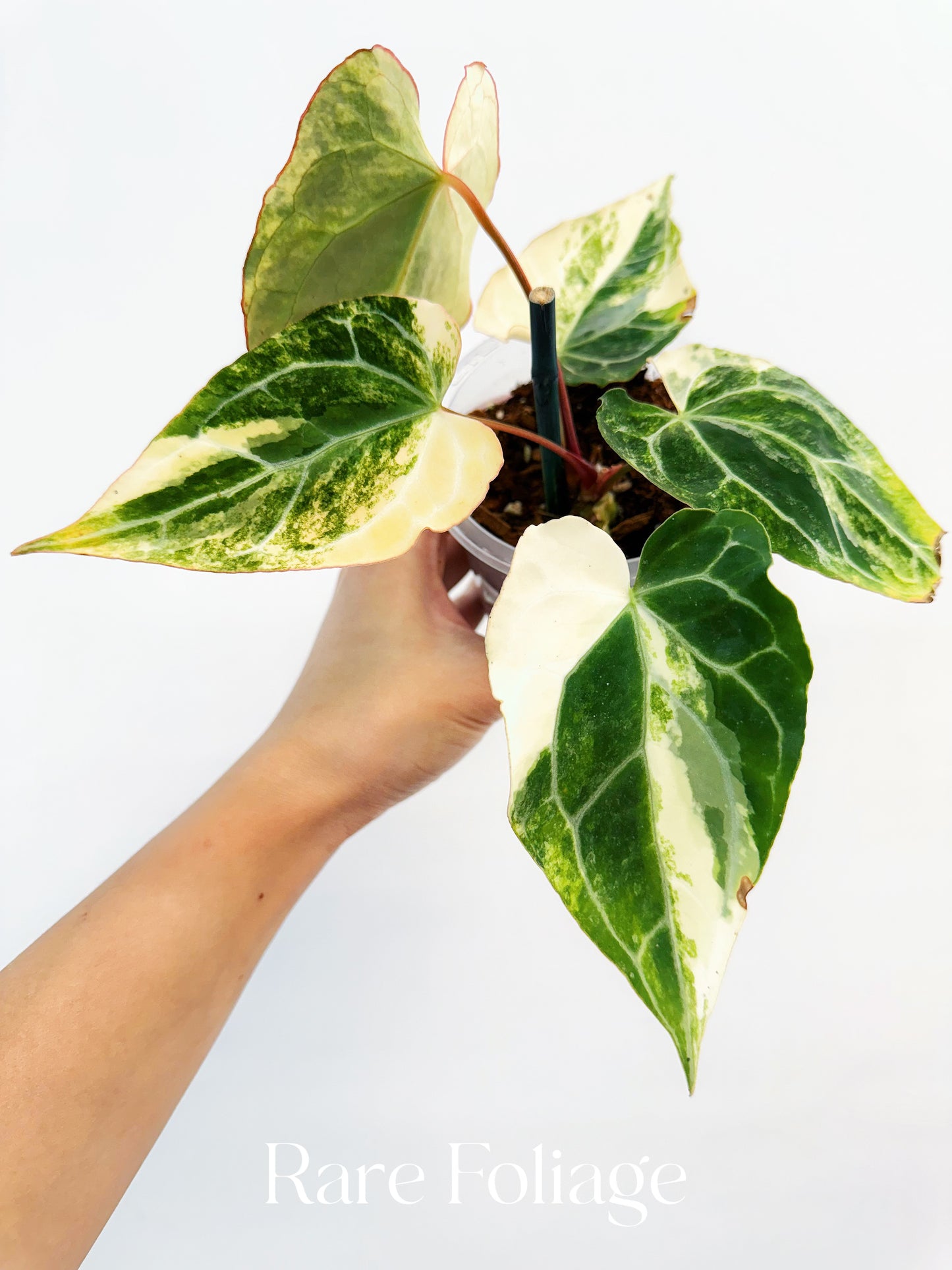 Anthurium Crystallinum Variegated 4” Exact Plant