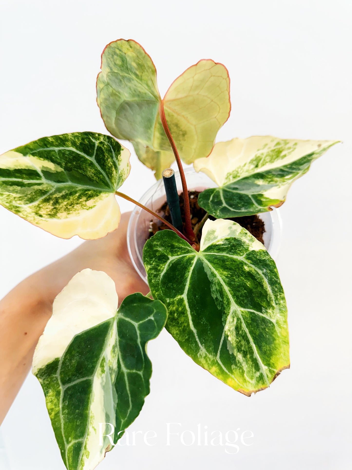 Anthurium Crystallinum Variegated 4” Exact Plant