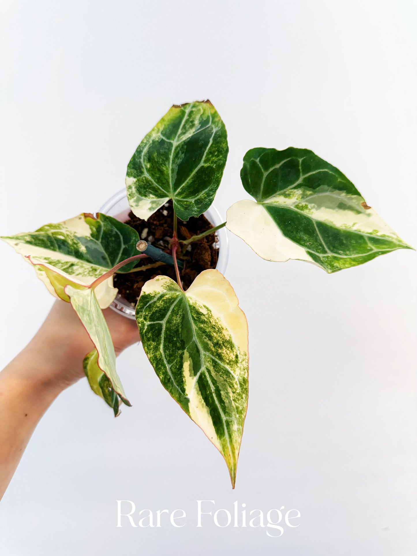 Anthurium Crystallinum Variegated 4” Exact Plant